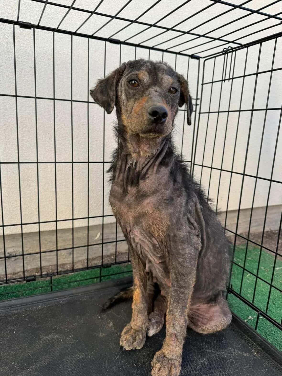 Rescue, adopt, Dallas, summer, Shepherd mix, DFW, Plano, Fort Worth
