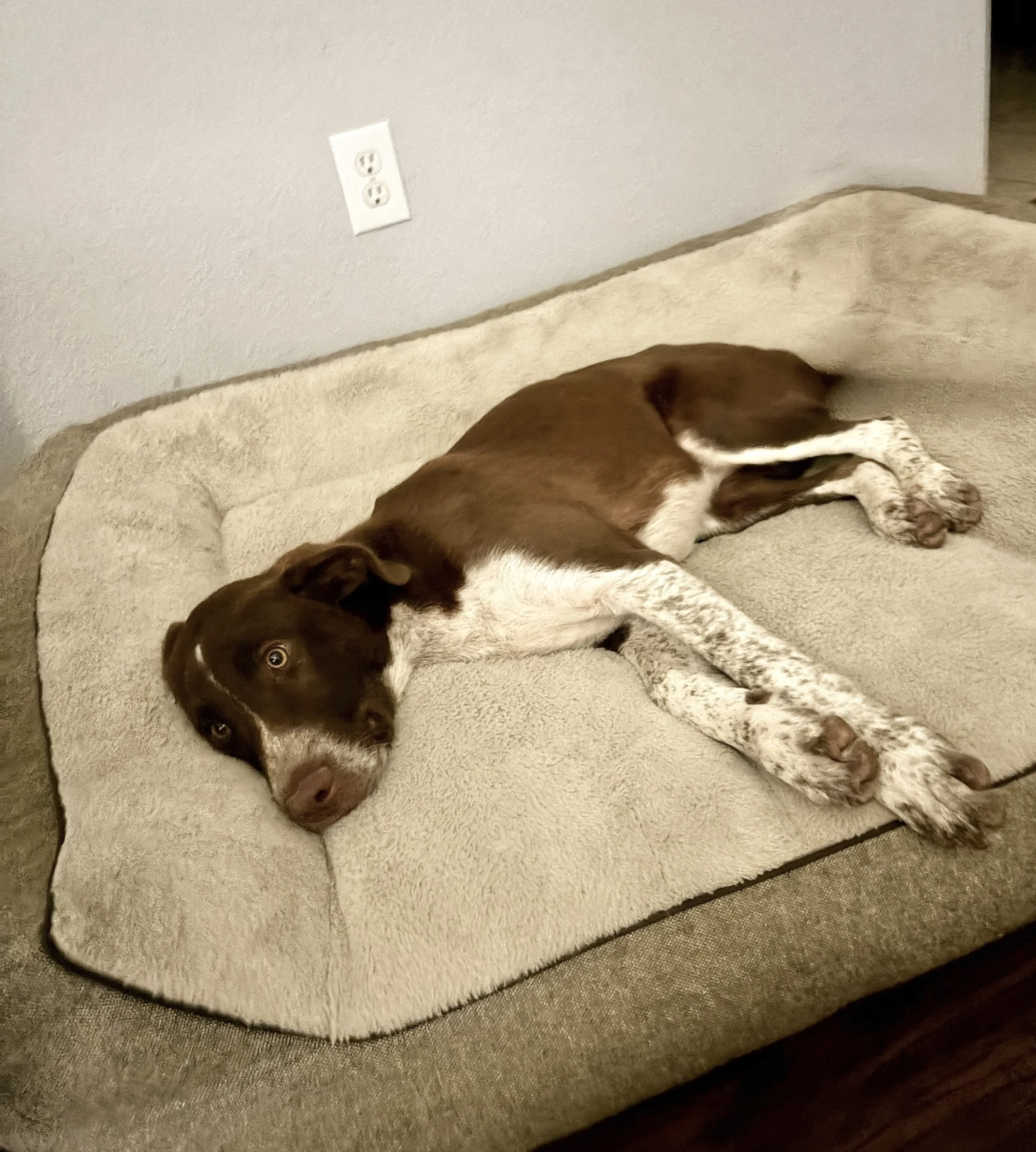 Pointer, German Shorthaired Pointer, bird dog, DFW, Dallas, summer, rescue, adopt, dog