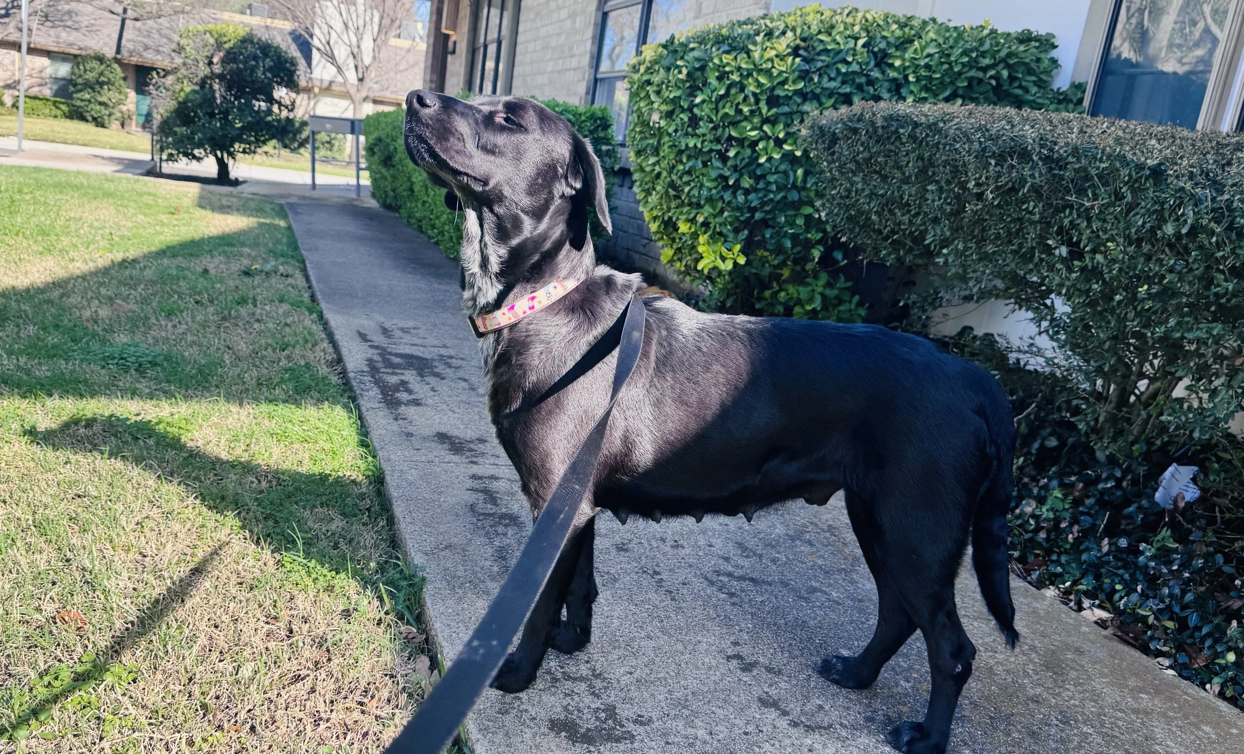 Black Labrador, Labrador, McKinney, Plano, Frisco, adoptable, Dallas, Fort Worth