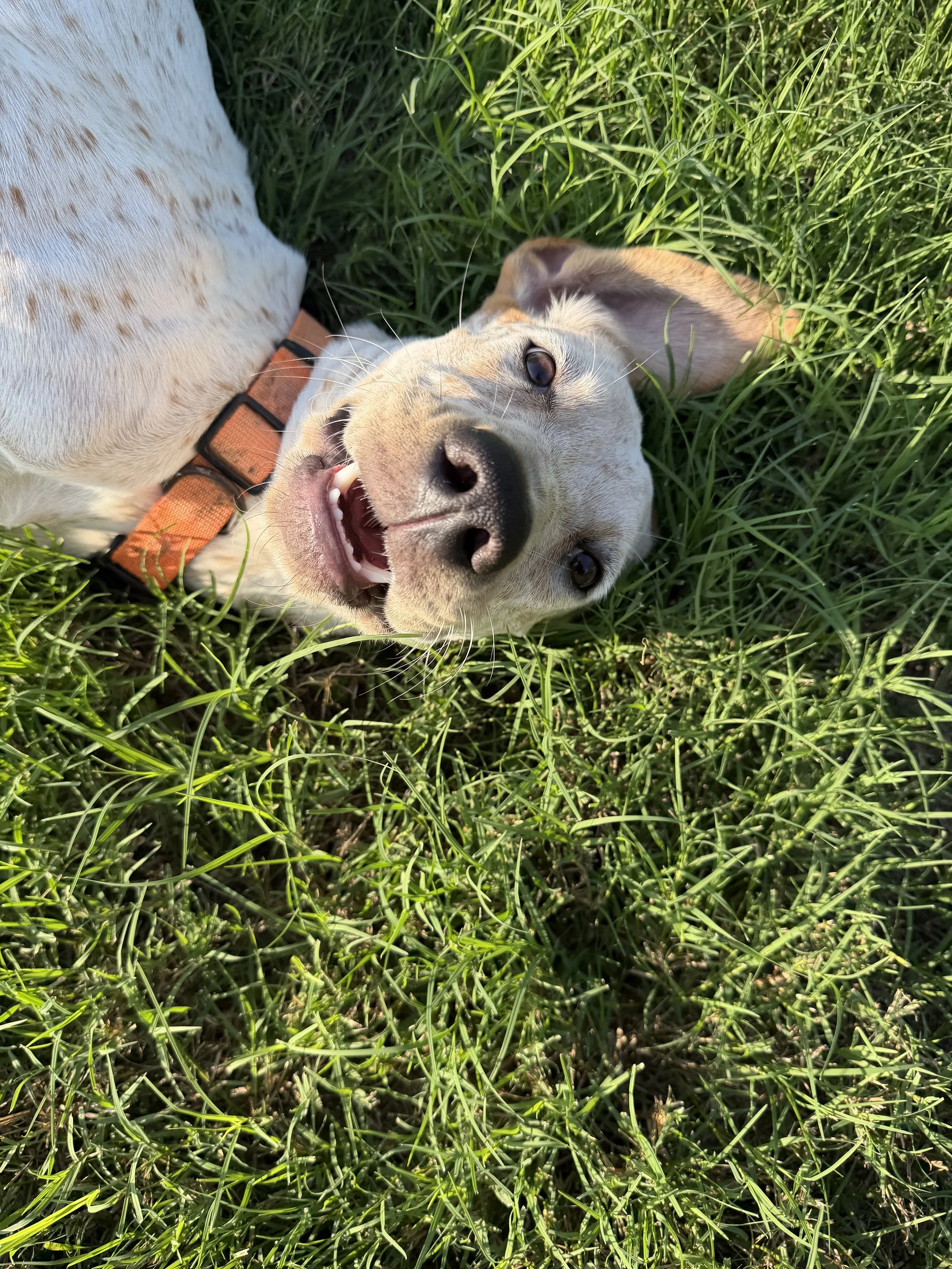 English Pointer, Pointer, GSP, adopt, rescue, Dallas, Colorado, McKinney, Plano, DFW, North Texas, Grapevine, Frisco, Anna, Nebraska, dog