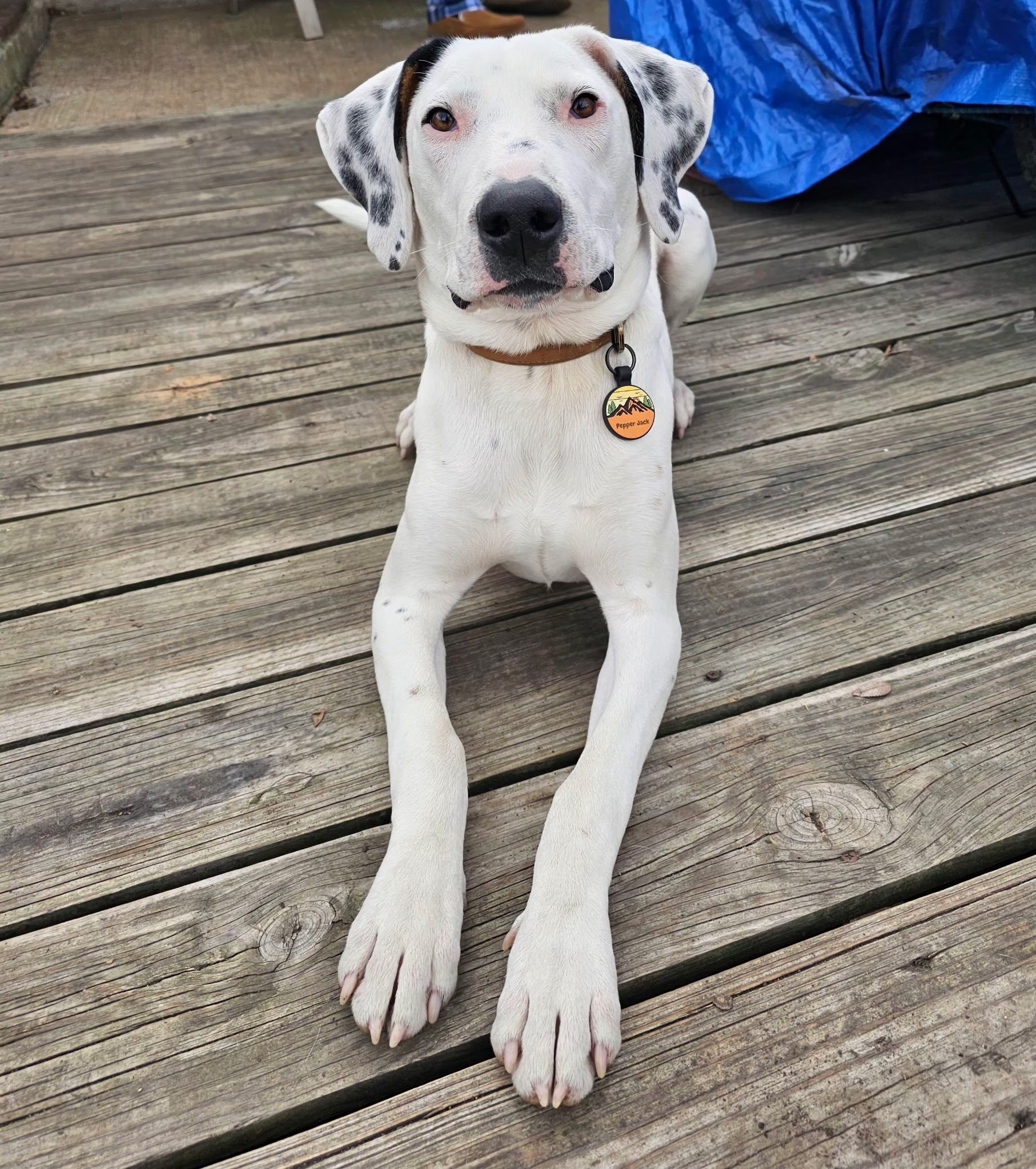 Treeing Walker Coonhound, Dallas, rescue dog, adopt, DFW, Fort Worth, Frisco, Plano, McKinney