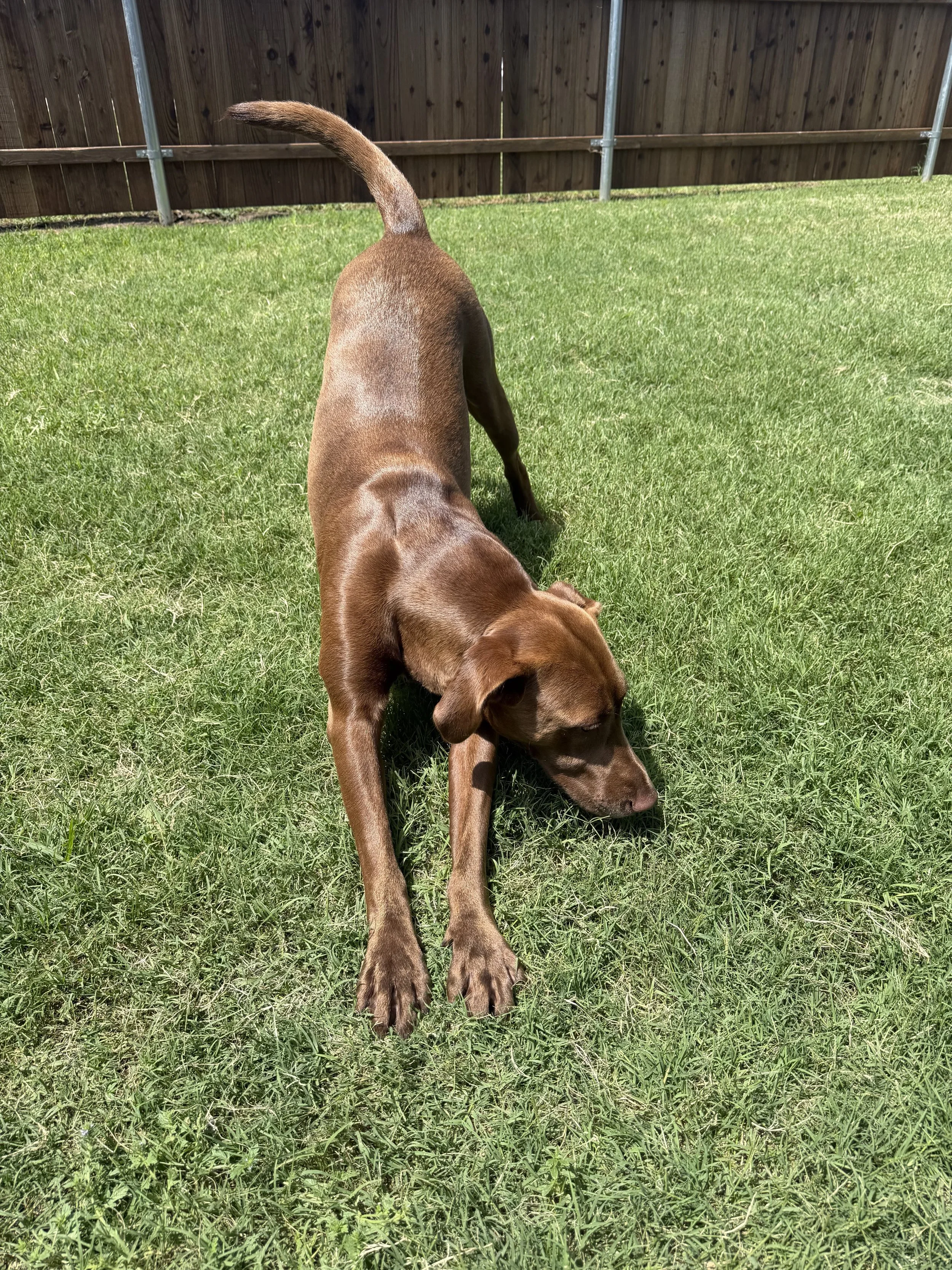 Chocolate Labrador, DFW, adopt, rescue, dog, McKinney, Texas, Plano, Frisco, summer