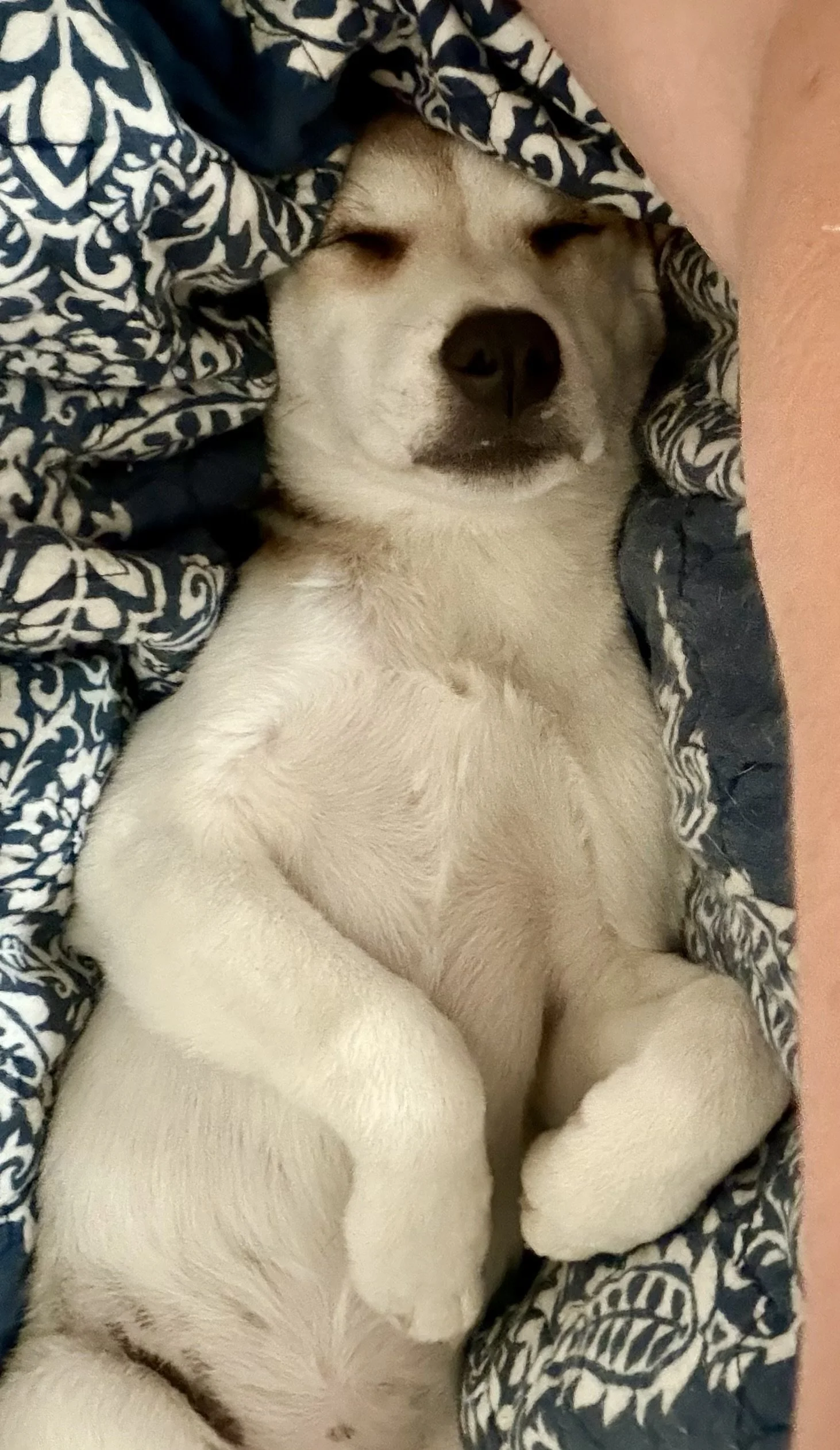 Terrier mix, summer, DFW, rescue dog, dog, puppy, adopt, Plano, TX, Frisco