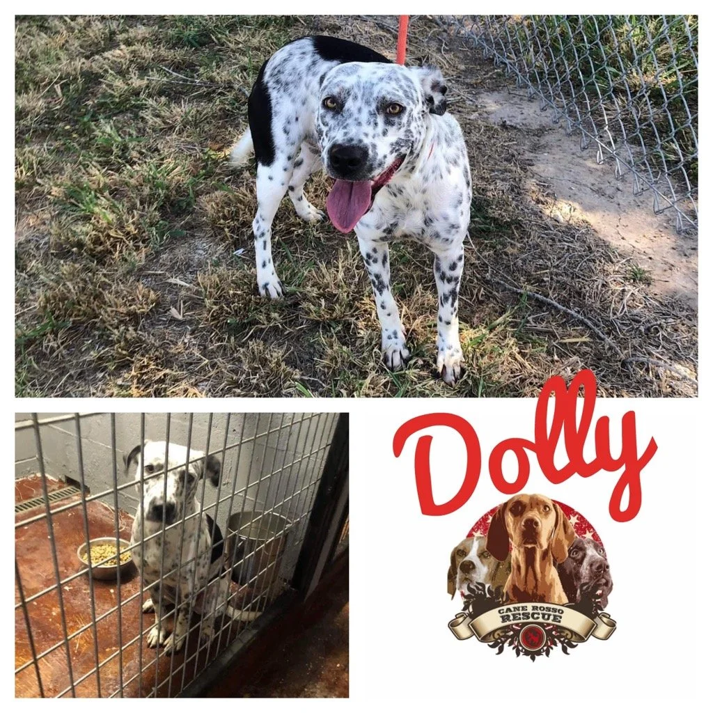 Dolly — Cane Rosso Dog Rescue