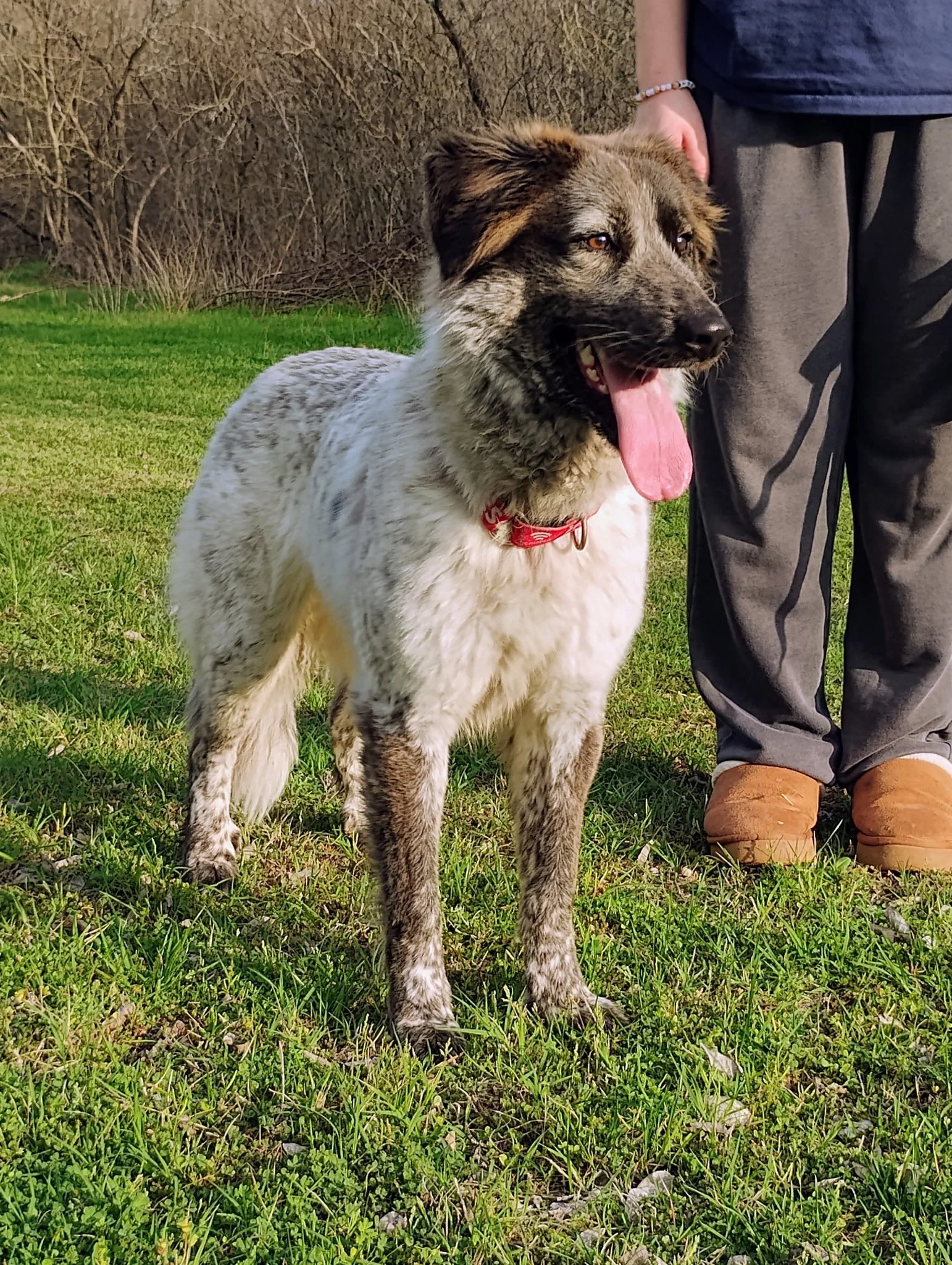 Australian Shepherd, Border Collie, DFW, Plano, McKinney, adopt, rescue dog, I would rather be with my dog, agility dog, flyball, dog training