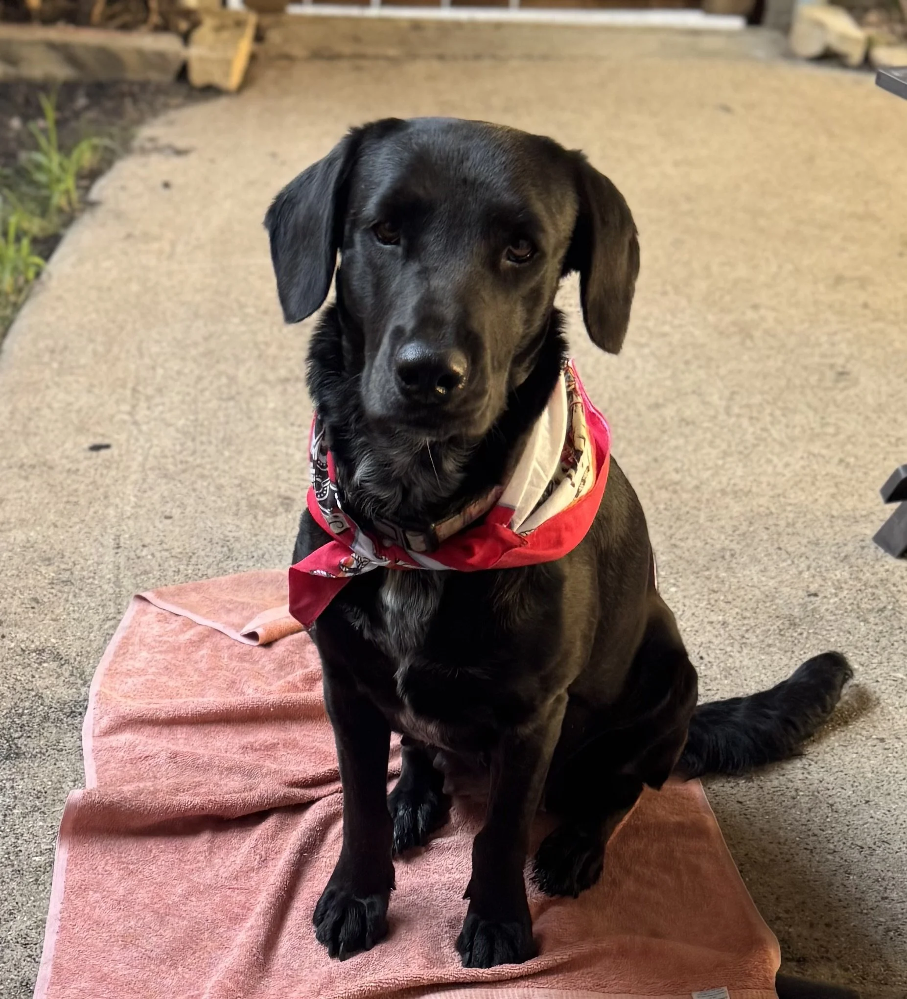 Black Labrador, Labrador, McKinney, Plano, Frisco, adoptable, Dallas, Fort Worth