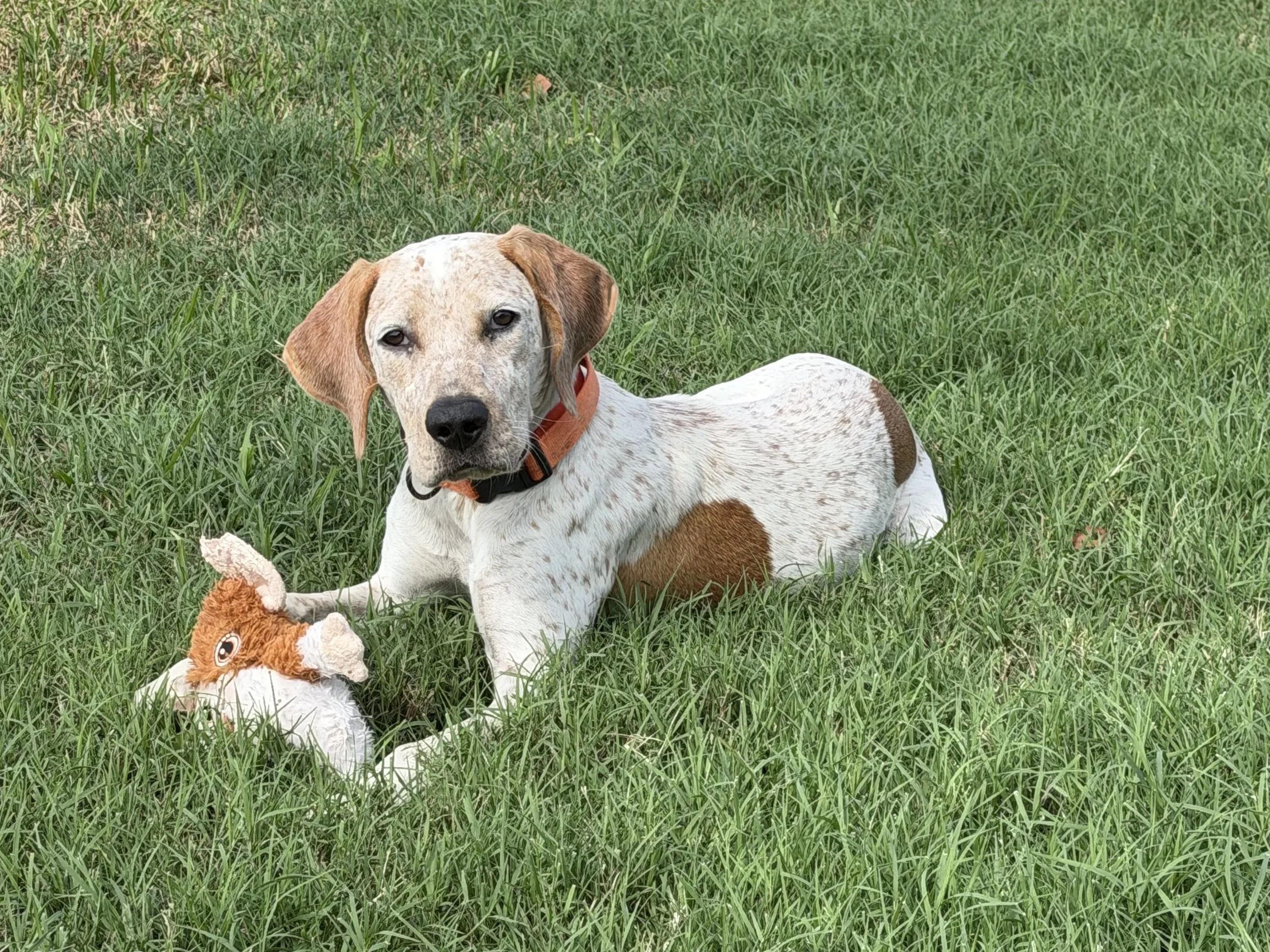 English Pointer, Pointer, GSP, adopt, rescue, Dallas, Colorado, McKinney, Plano, DFW, North Texas, Grapevine, Frisco, Anna, Nebraska, dog