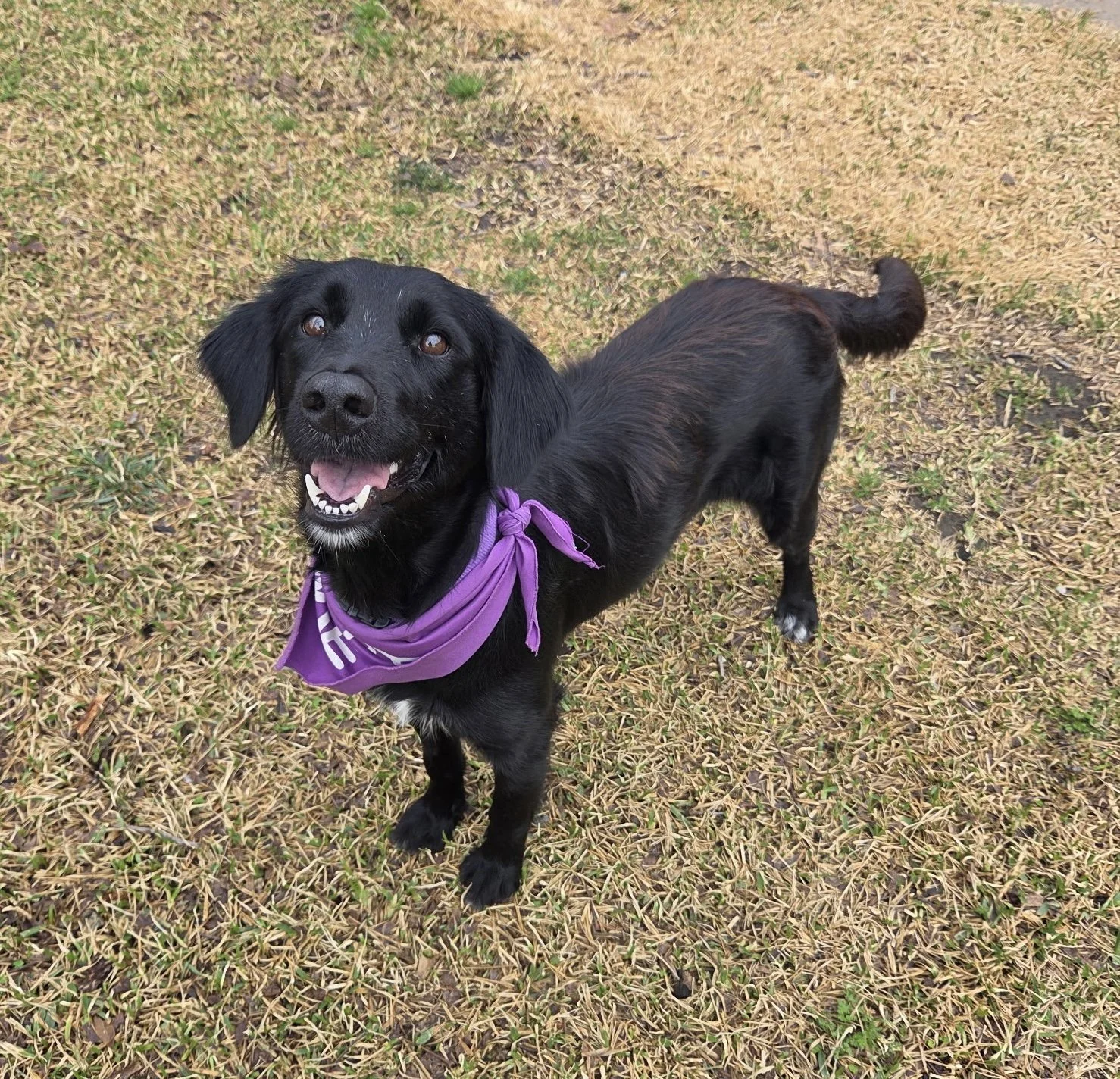 Flat-coated Retriever, Retriever, Black Labrador Retriever mix, adopt, rescue dog, Dallas