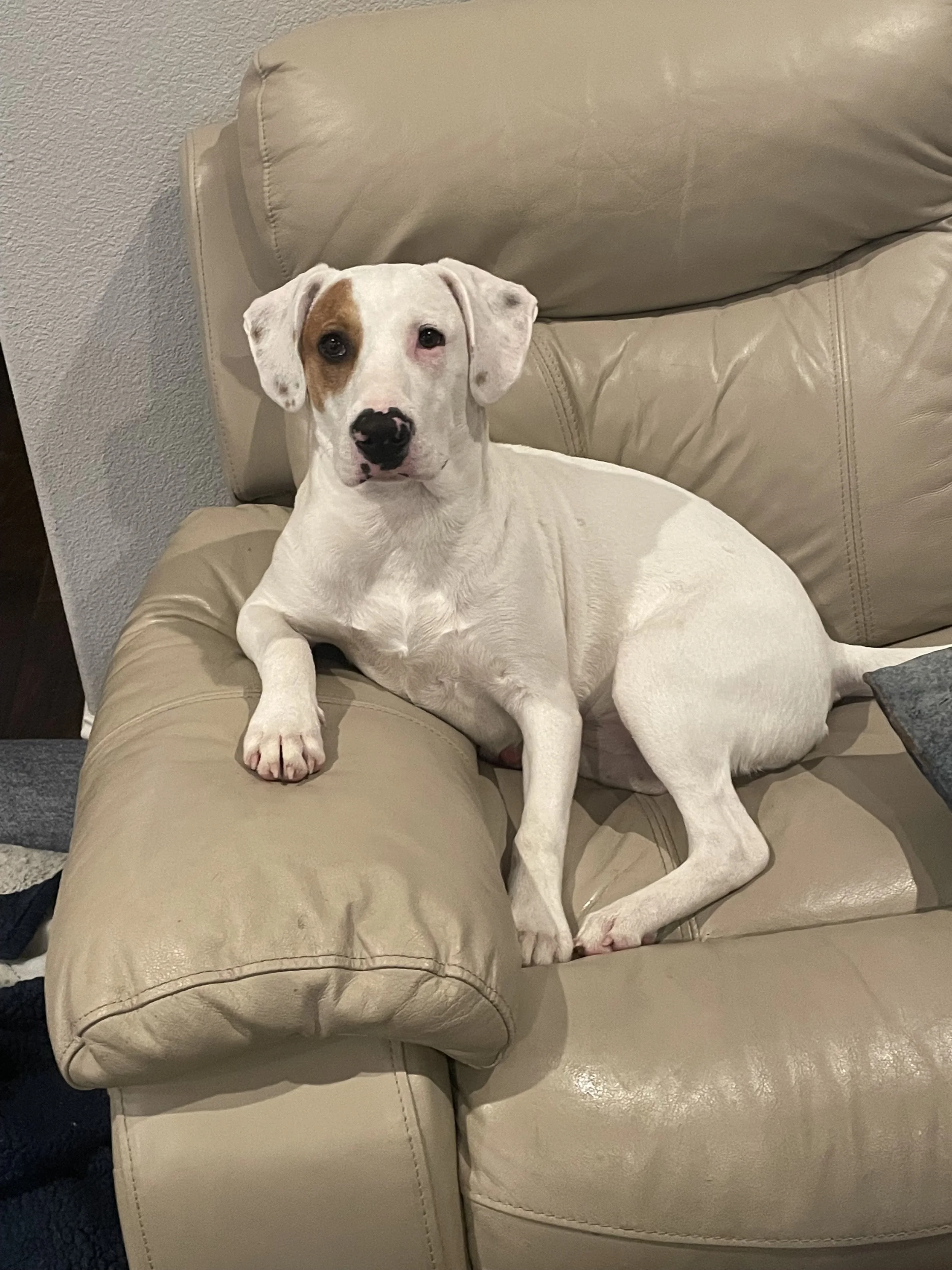 Treeing Walker Coonhound, Blueticked Coonhound, Pointer mix, Dallas, rescue dog, adopt, Fort Worth, Plano, McKinney, Anna, Texas