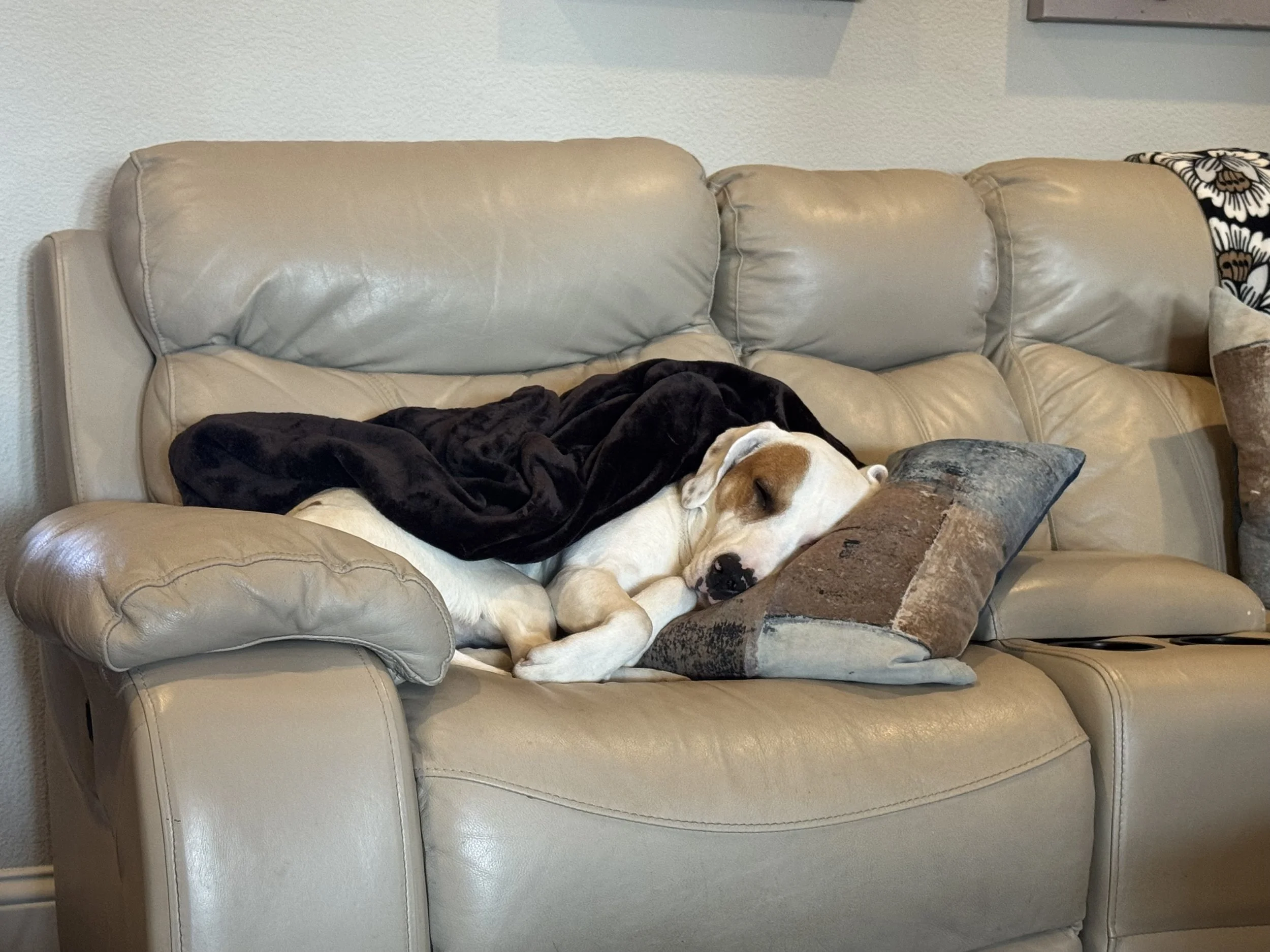 Treeing Walker Coonhound, Blueticked Coonhound, Pointer mix, Dallas, rescue dog, adopt, Fort Worth, Plano, McKinney, Anna, Texas