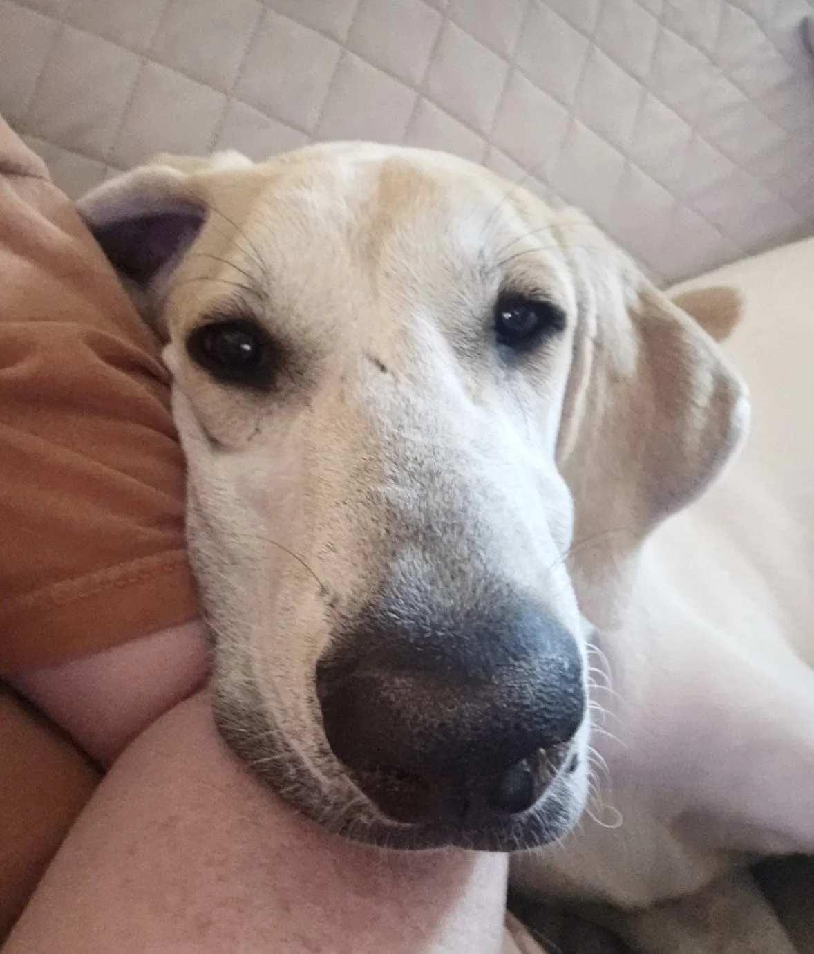 Labrador, Lemon Pointer, Dallas, rescue dog, adopt, puppy, McKinney, Texas