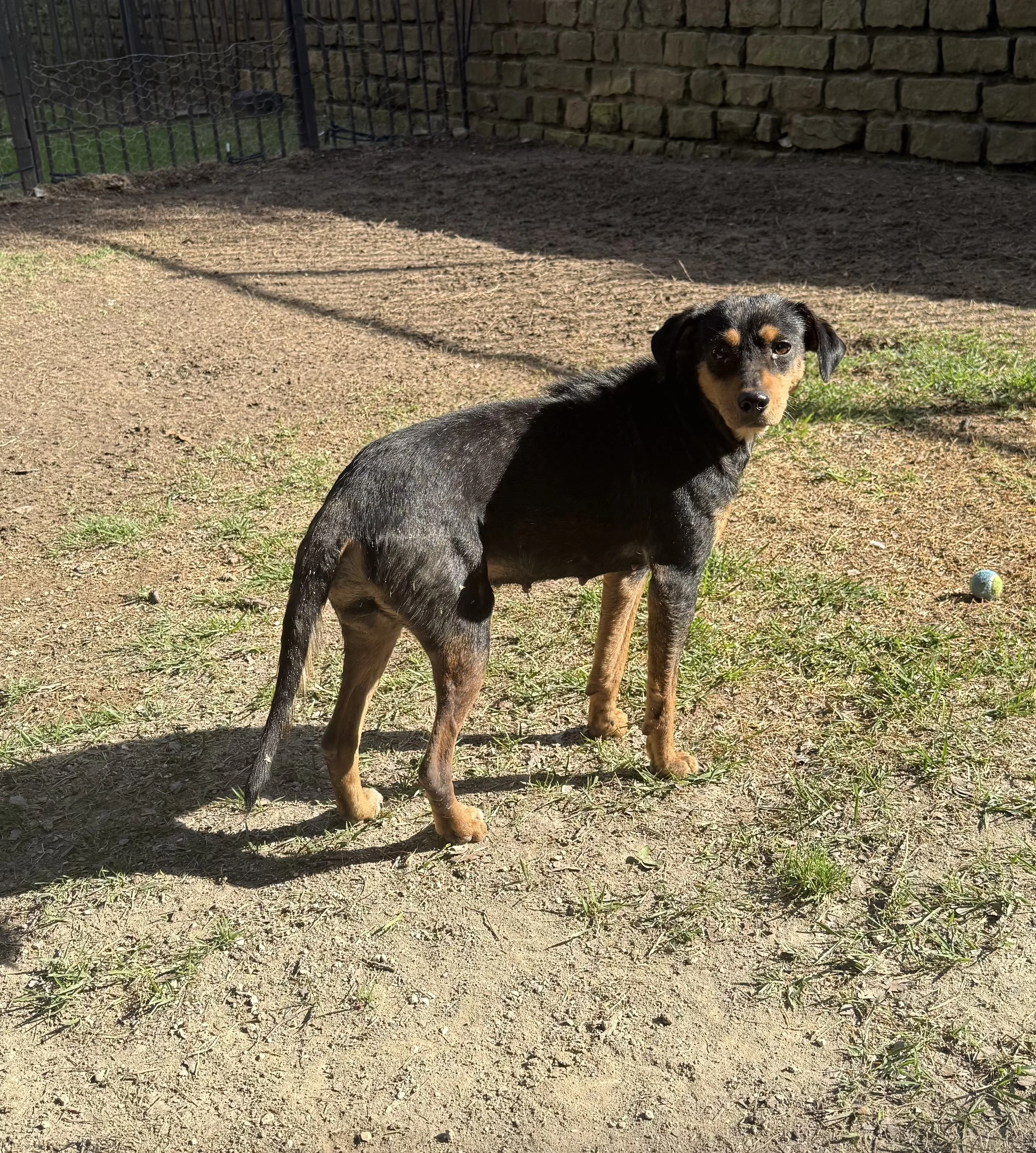 Rescue, adopt, Dallas, summer, Shepherd mix, DFW, Plano, Fort Worth