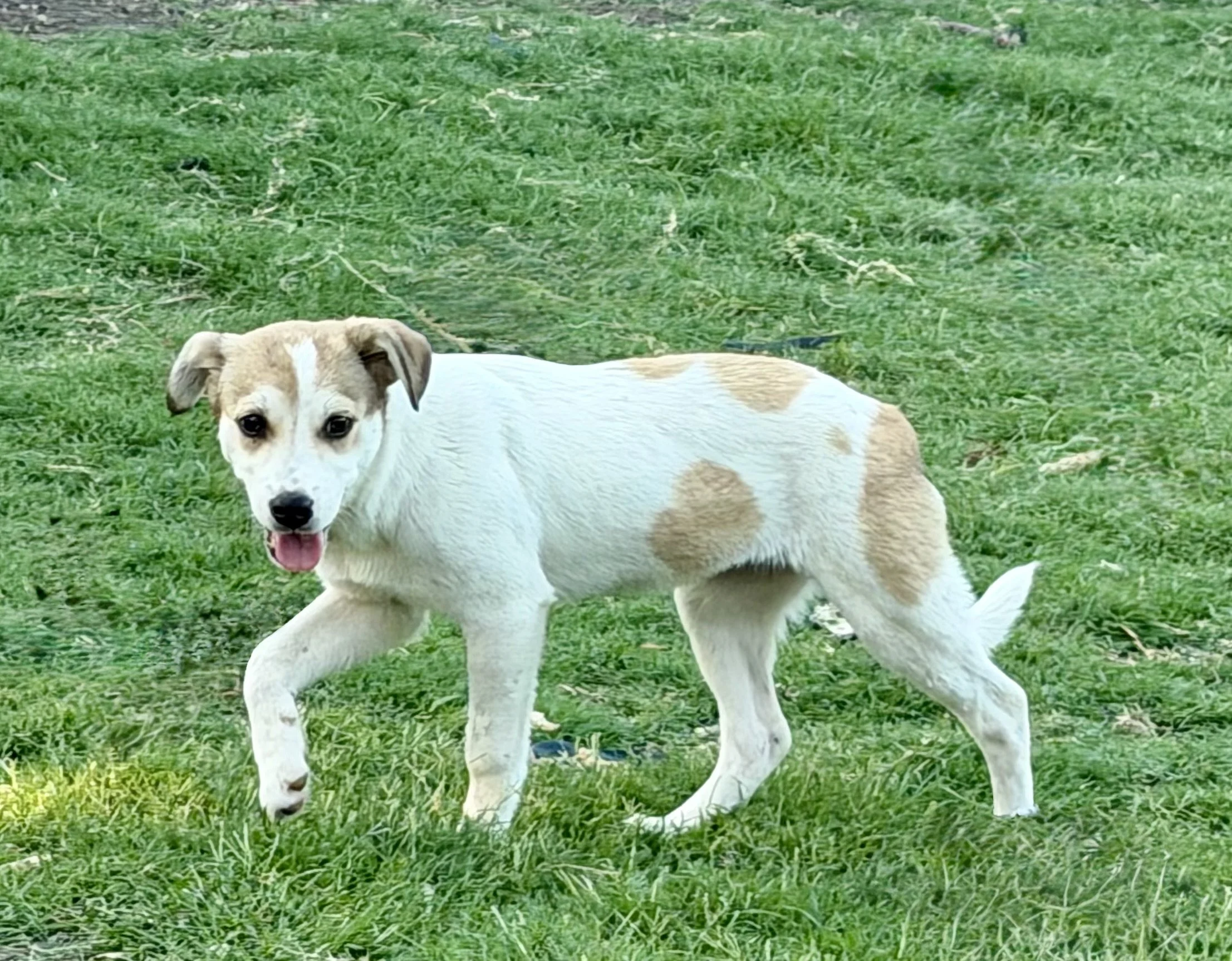 Terrier mix, summer, DFW, rescue dog, dog, puppy, adopt, Plano, TX, Frisco