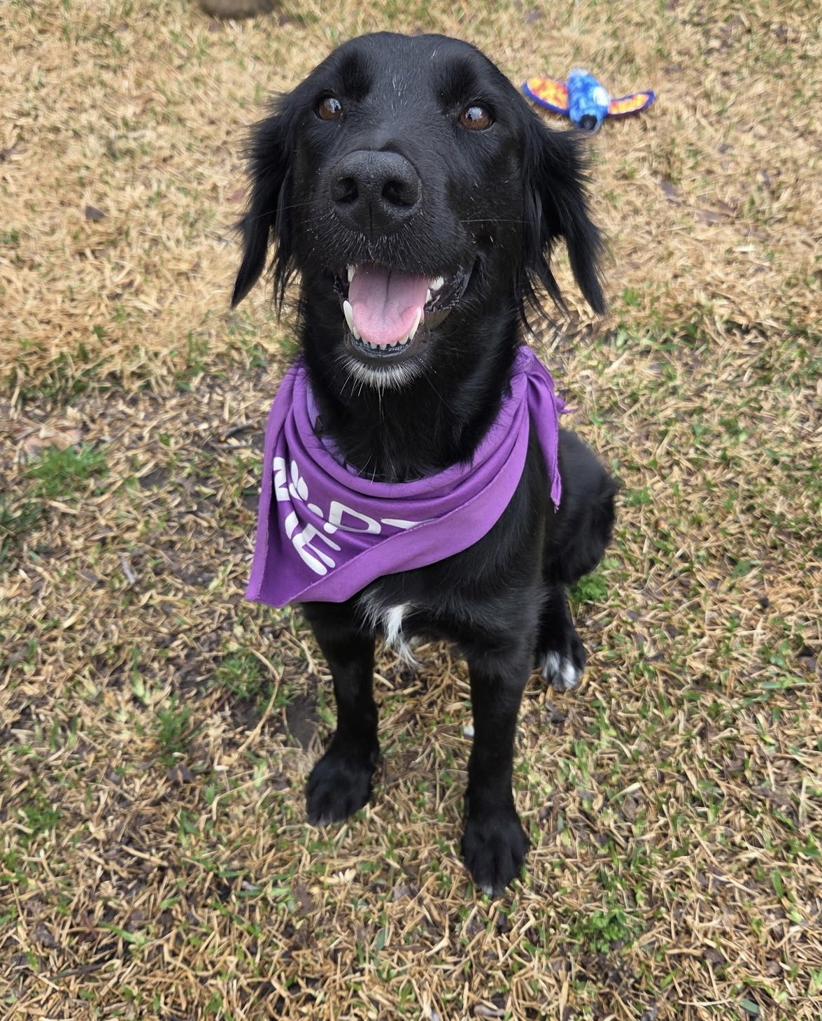 Flat-coated Retriever, Retriever, Black Labrador Retriever mix, adopt, rescue dog, Dallas