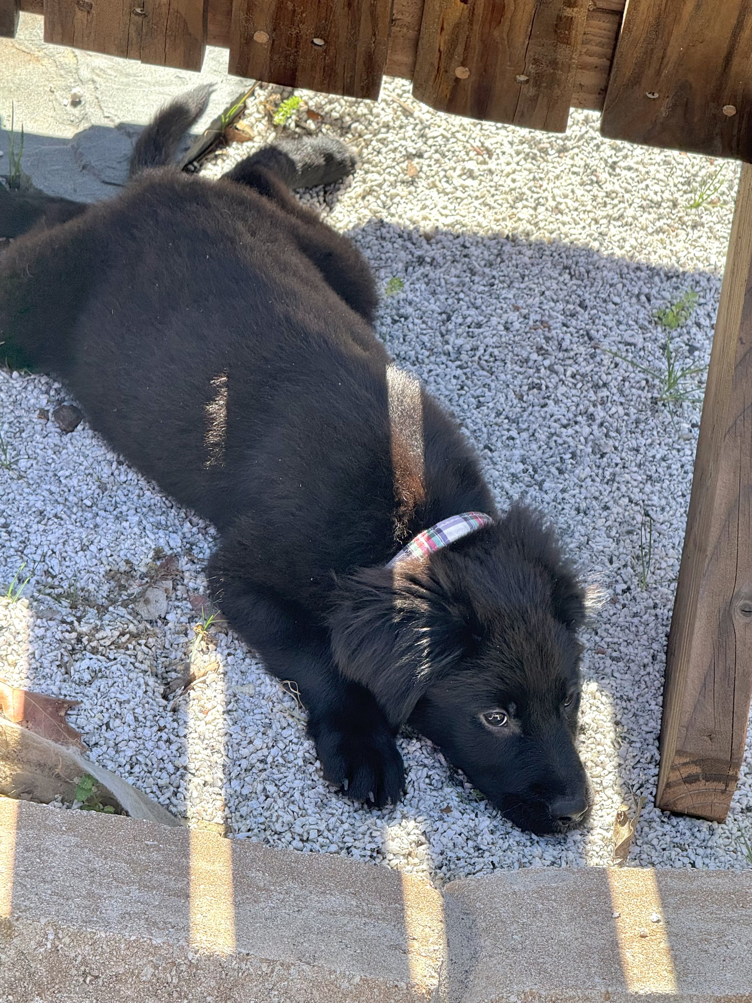 Flat Coated Retriever, Black Labrador Retriever, Retriever, Dallas, McKinney, Plano, Frisco, Carrollton, rescue, adopt, puppy