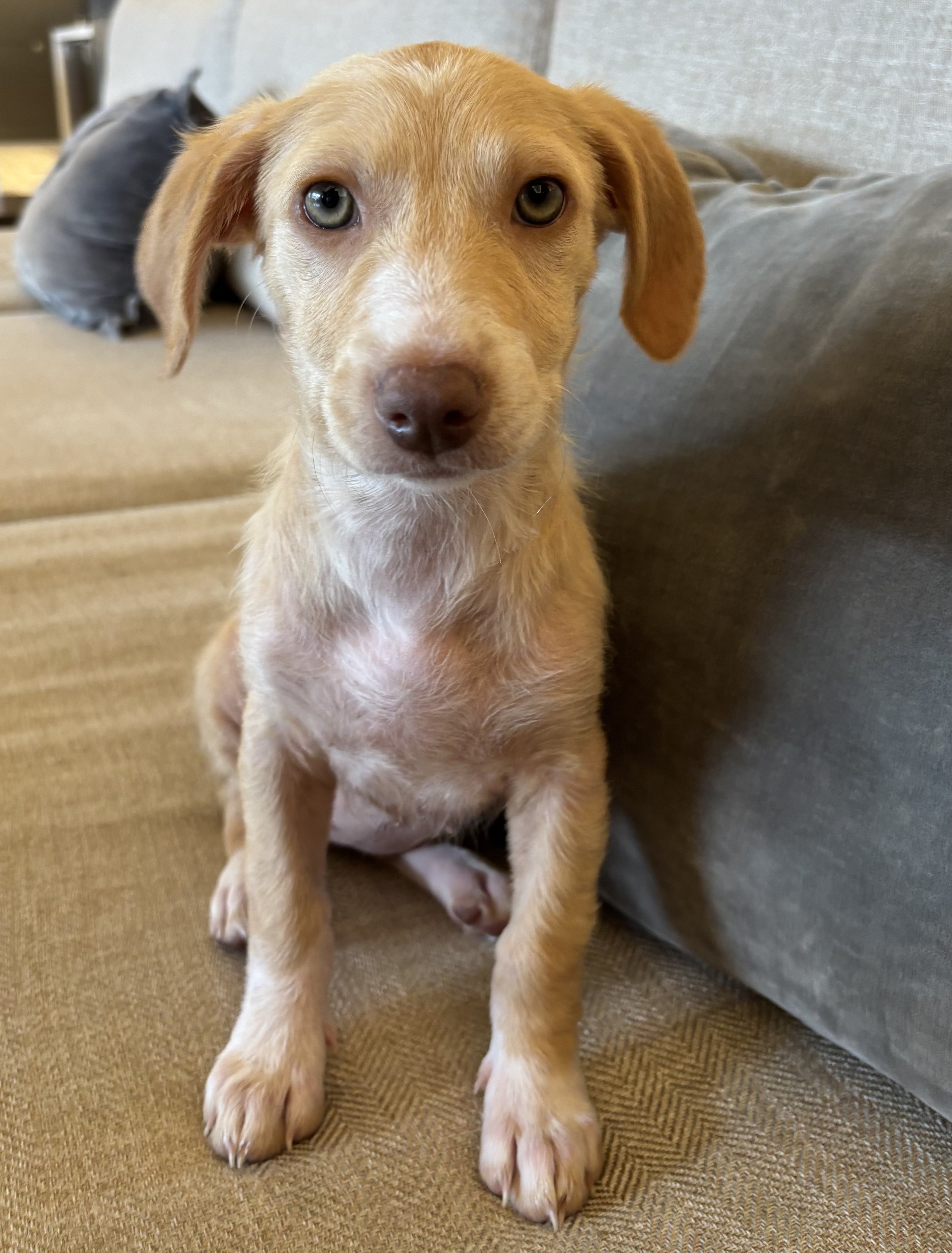 Puppy, Golden Retriever, Golden Retriever puppy,Labrador, DFW, Plano, McKinney, Frisco, Dallas, Fort Worth, labrador puppy, adoptable, rescue dog