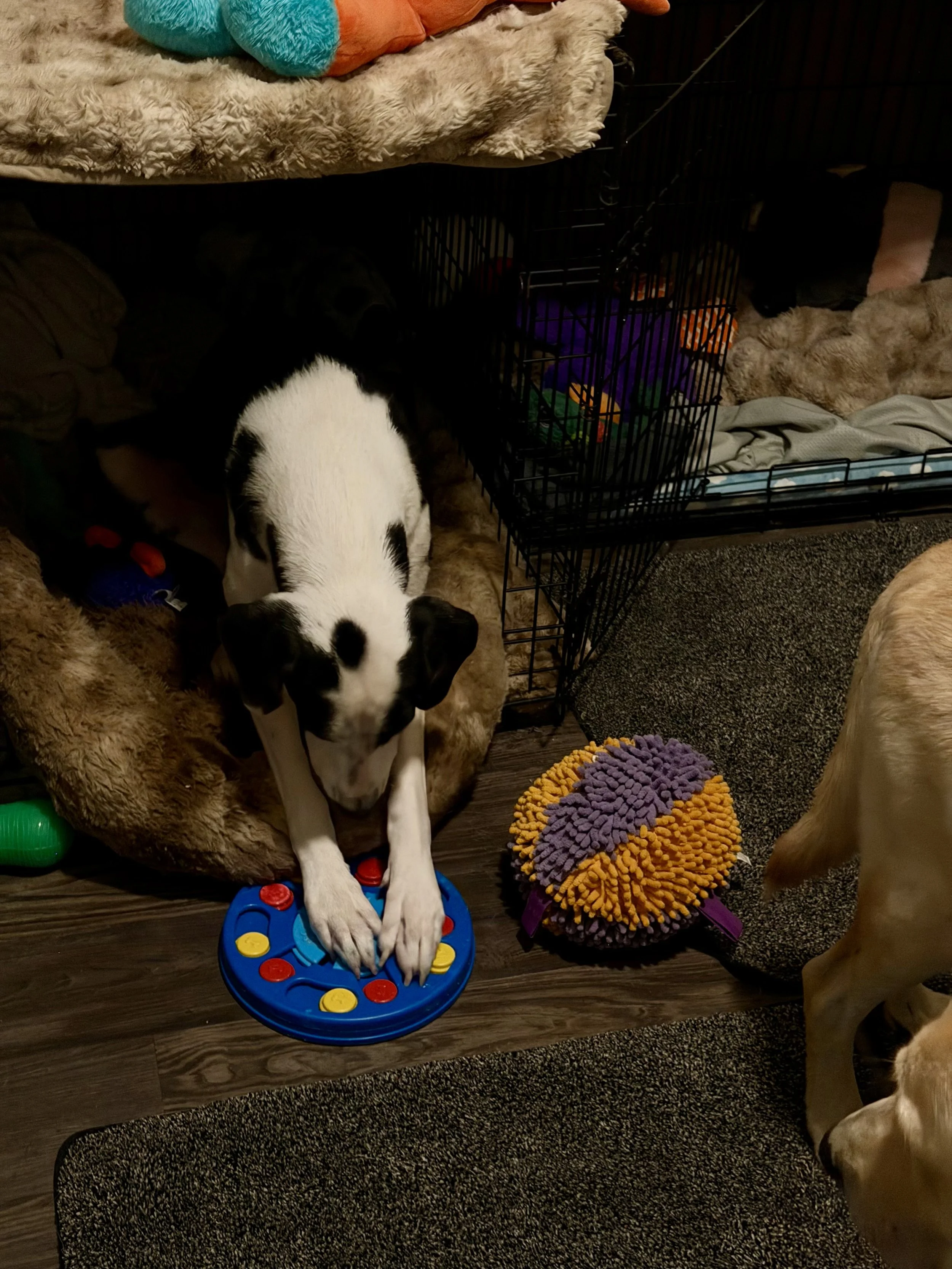 Pointer, GSP, mixed breed, Labrador, black and white dog, Dallas, rescue, adopt, Frisco, Anna, McKinney, DFW, Great Dane mix
