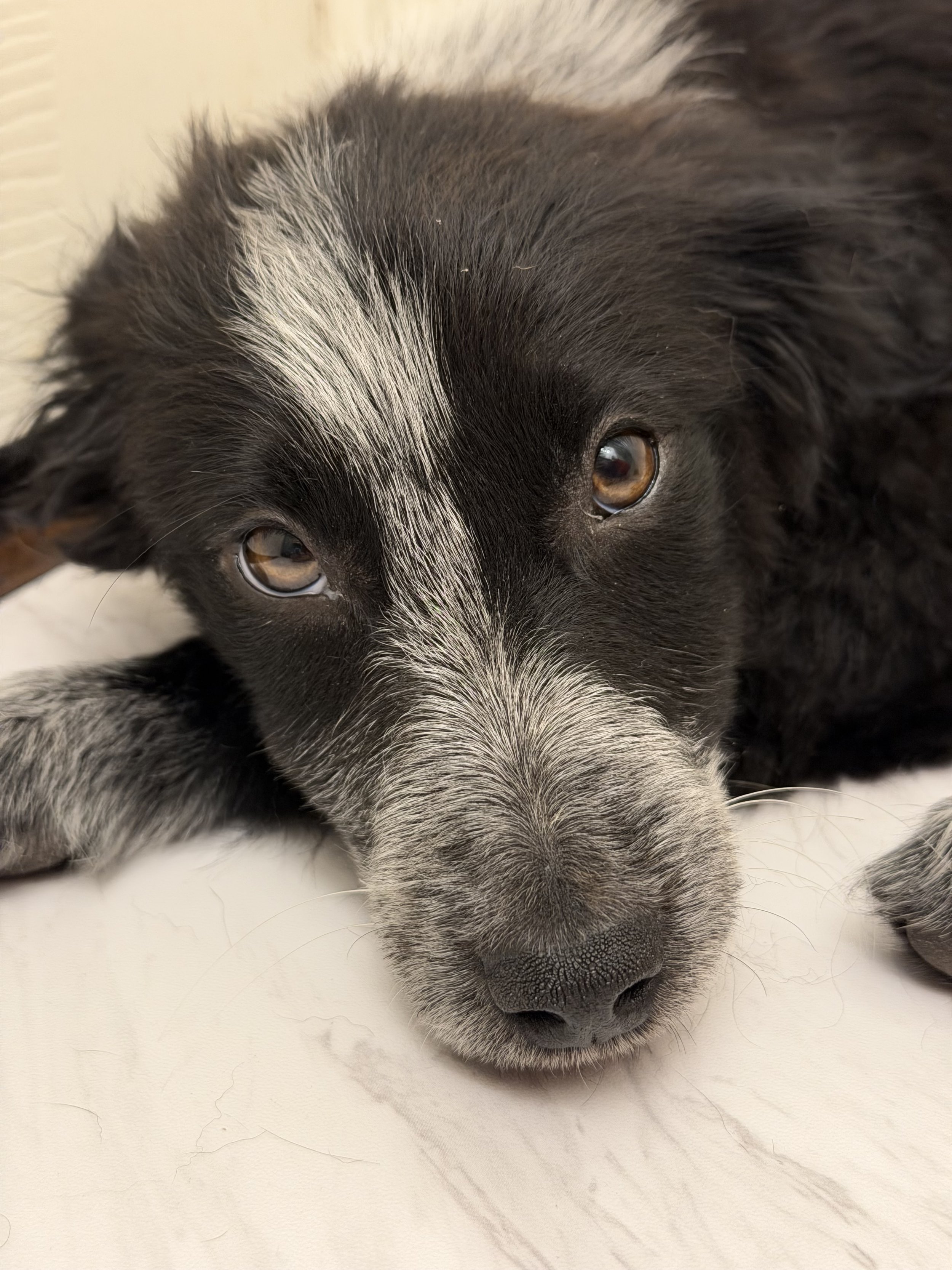 Pointer puppy, puppy, GSP puppy, German Shorthaired puppy, DFW, McKinney, Fort Worth, Texas, rescue, adopt, Southlake, kid-friendly