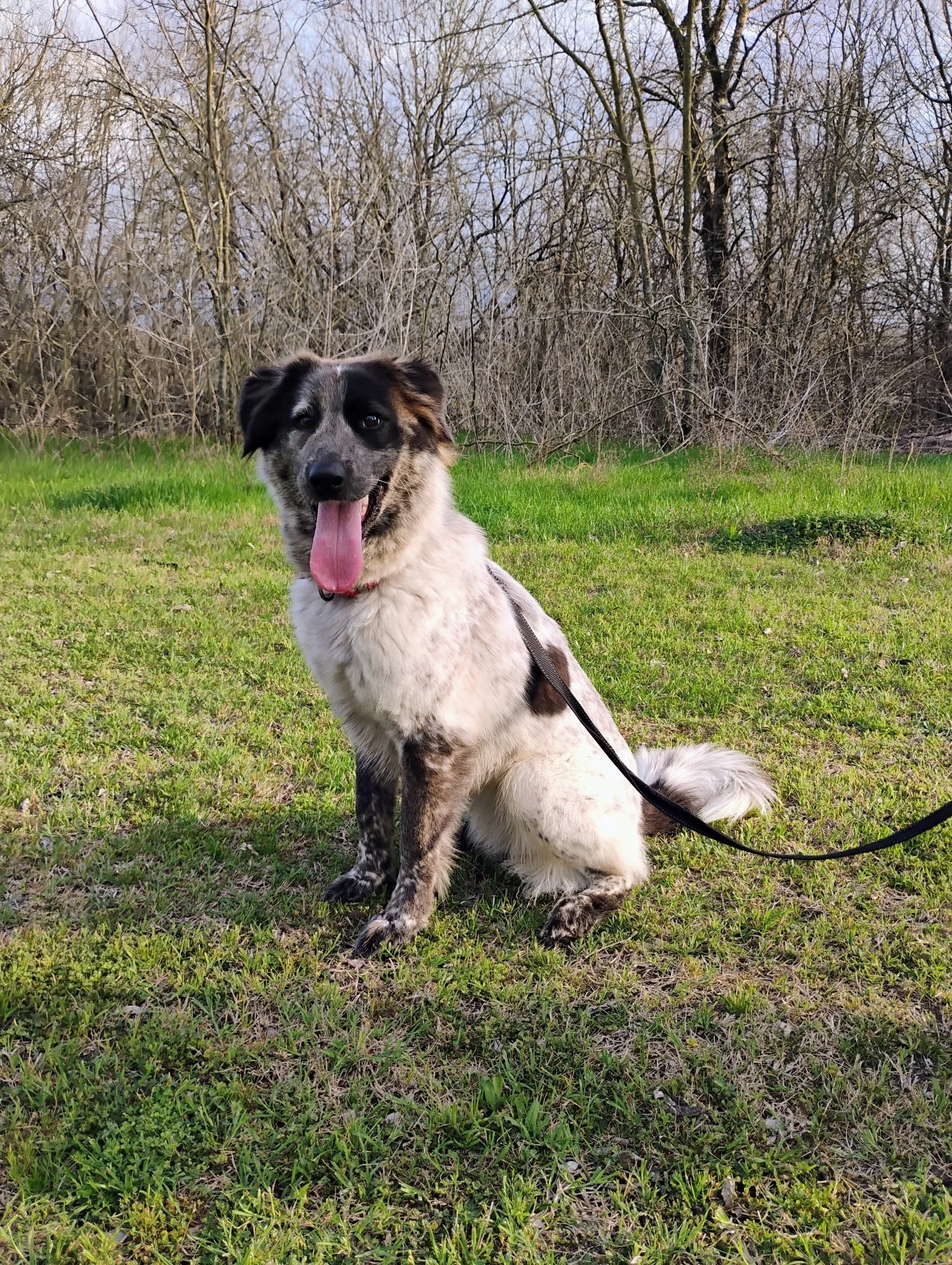 Australian Shepherd, Border Collie, DFW, Plano, McKinney, adopt, rescue dog, I would rather be with my dog, agility dog, flyball, dog training
