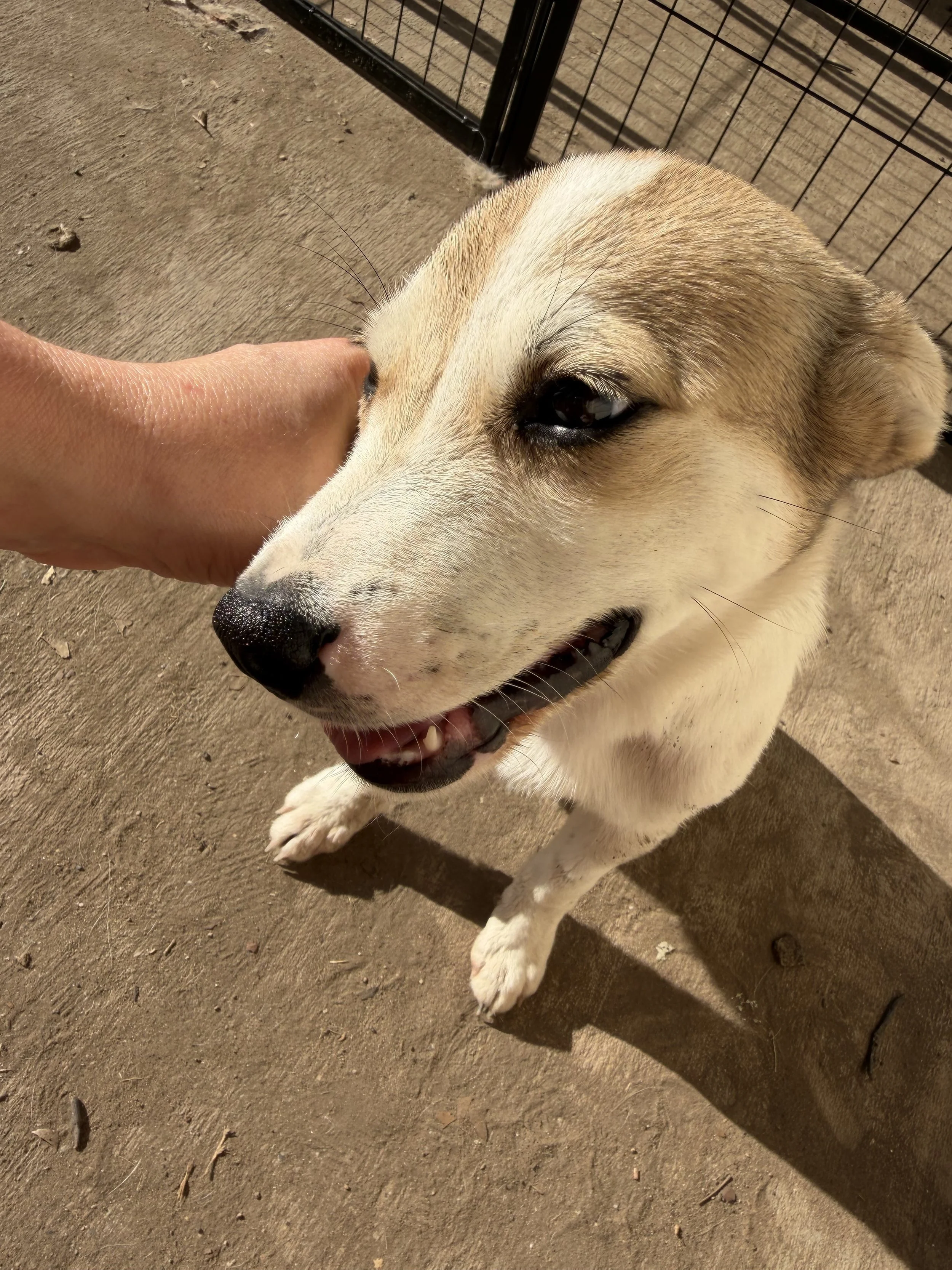 Terrier mix, summer, DFW, rescue dog, dog, puppy, adopt, Plano, TX, Frisco