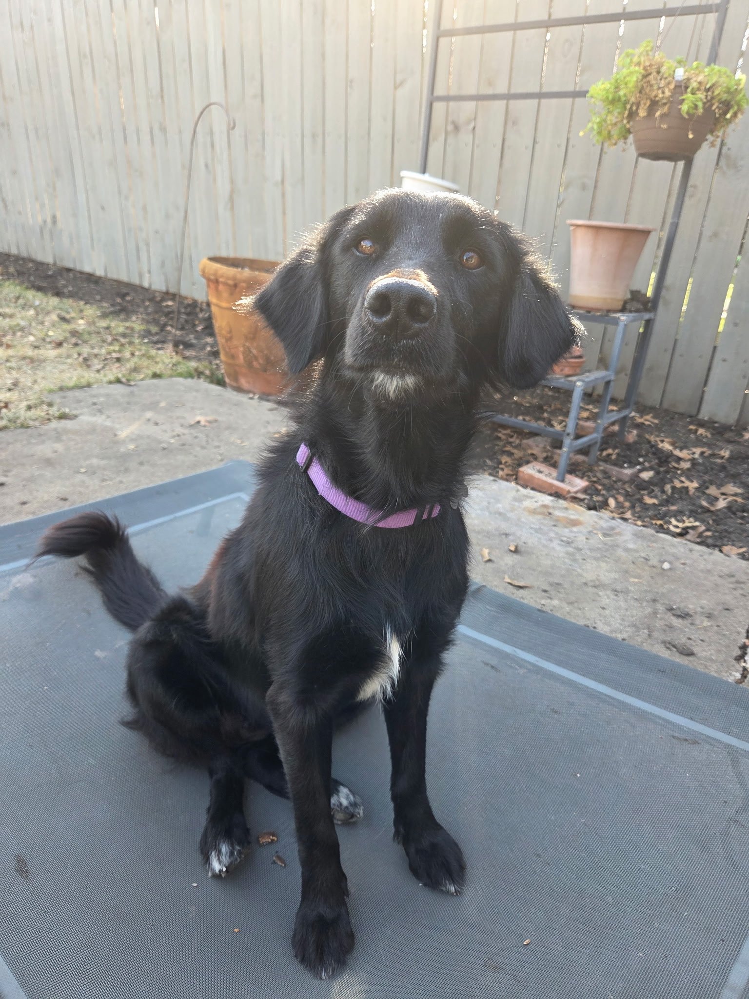 Flat-coated Retriever, Retriever, Black Labrador Retriever mix, adopt, rescue dog, Dallas