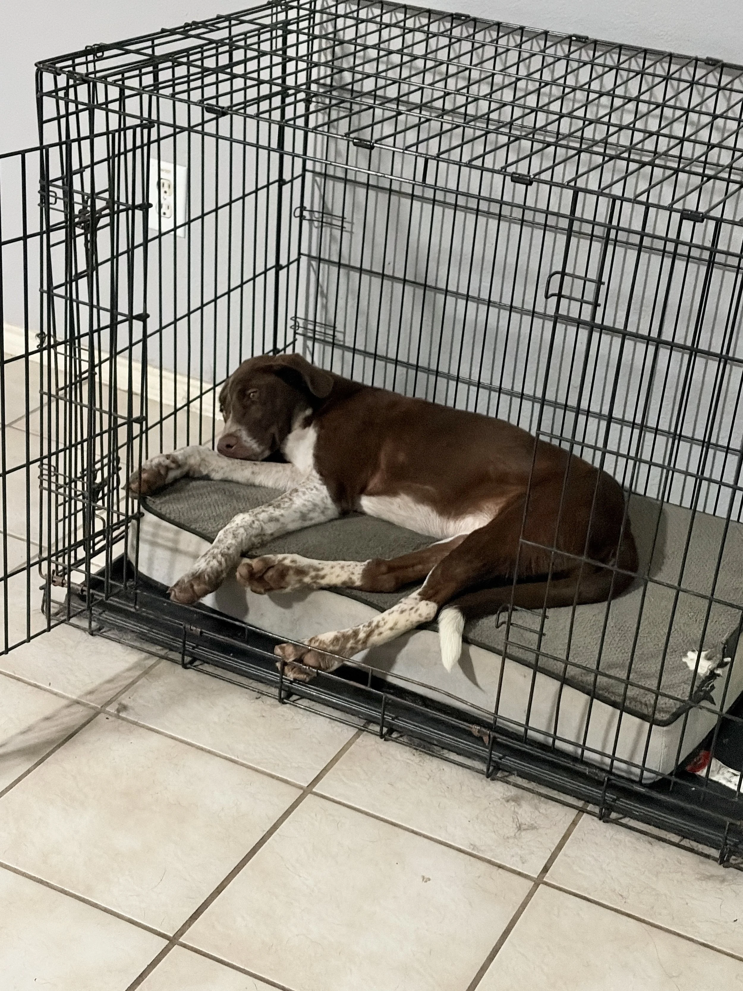 Pointer, German Shorthaired Pointer, bird dog, DFW, Dallas, summer, rescue, adopt, dog