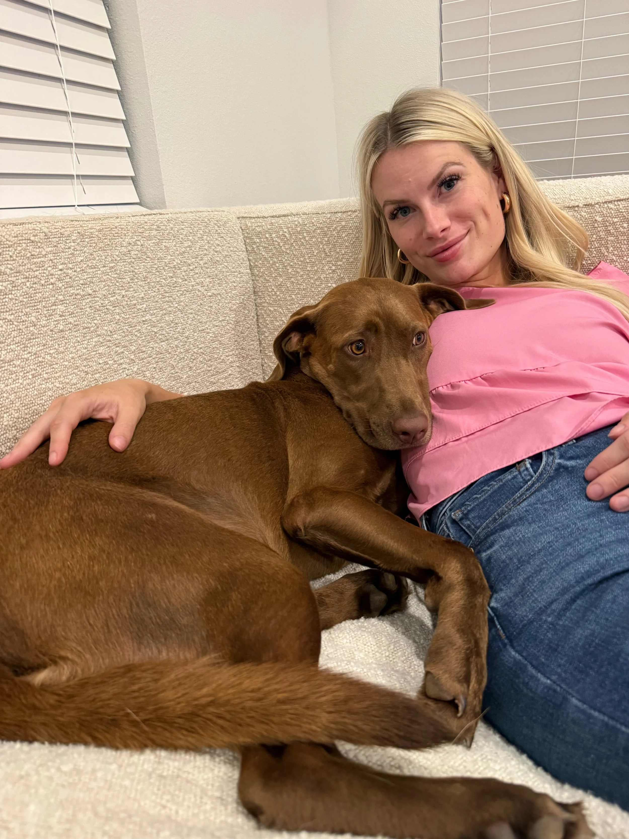 Chocolate Labrador, DFW, adopt, rescue, dog, McKinney, Texas, Plano, Frisco, summer