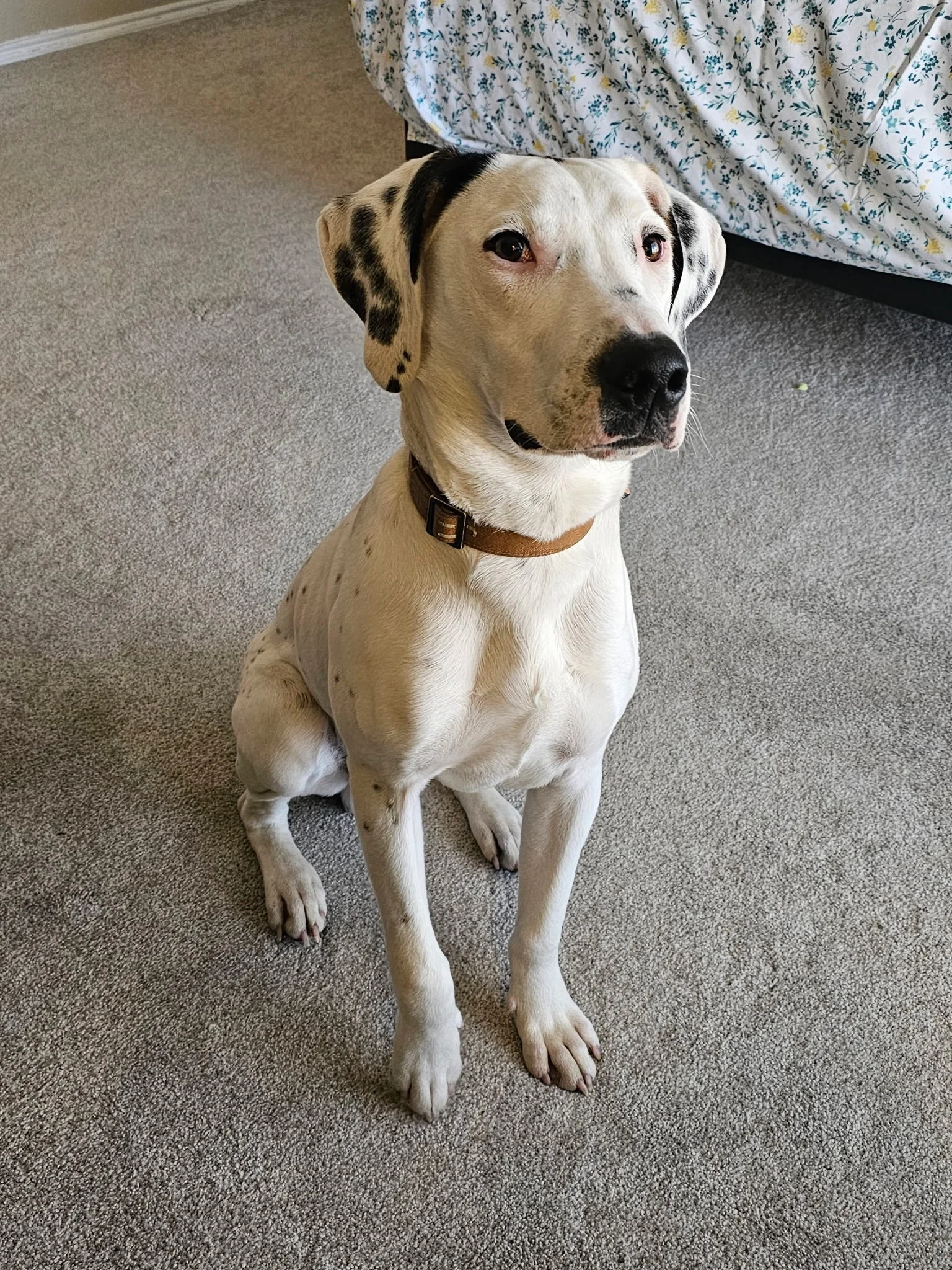 Treeing Walker Coonhound, Dallas, rescue dog, adopt, DFW, Fort Worth, Frisco, Plano, McKinney