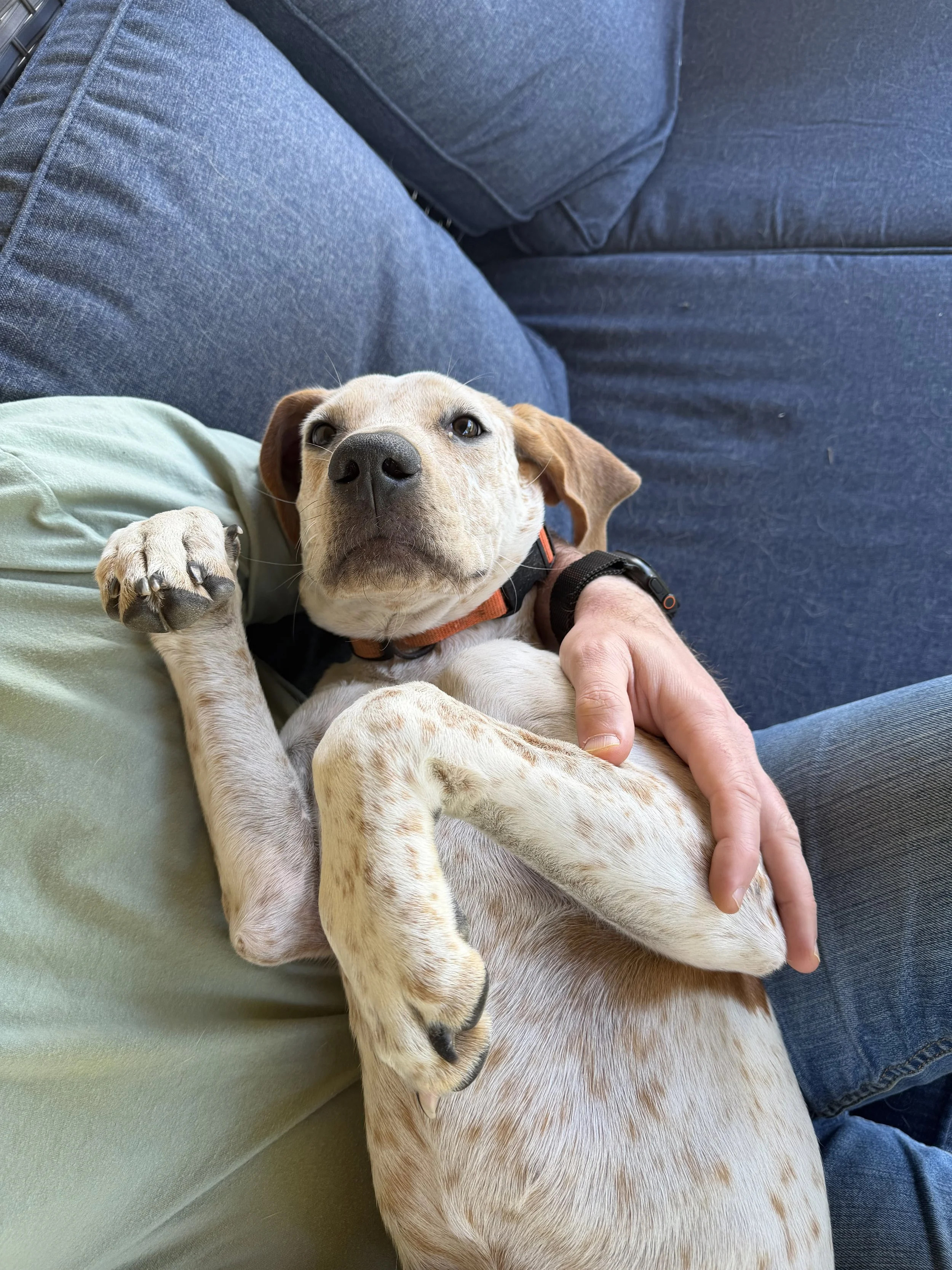 English Pointer, Pointer, GSP, adopt, rescue, Dallas, Colorado, McKinney, Plano, DFW, North Texas, Grapevine, Frisco, Anna, Nebraska, dog