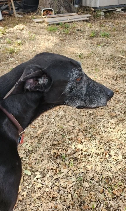 Senior dog, frosted face, GSP, Pointer, Dallas, McKinney, Plano, Frisco, Highland Park, black dog