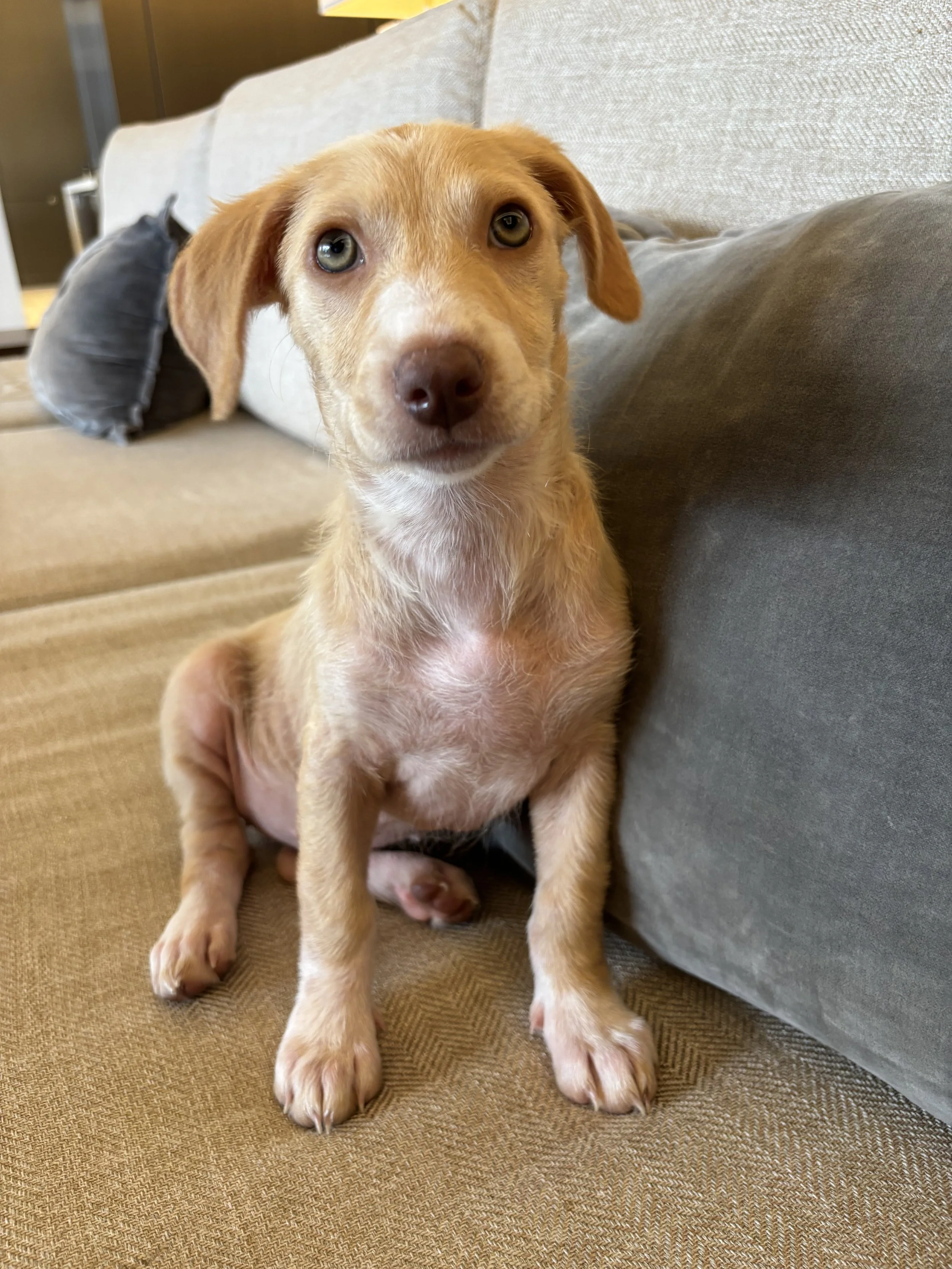 Puppy, Golden Retriever, Golden Retriever puppy,Labrador, DFW, Plano, McKinney, Frisco, Dallas, Fort Worth, labrador puppy, adoptable, rescue dog