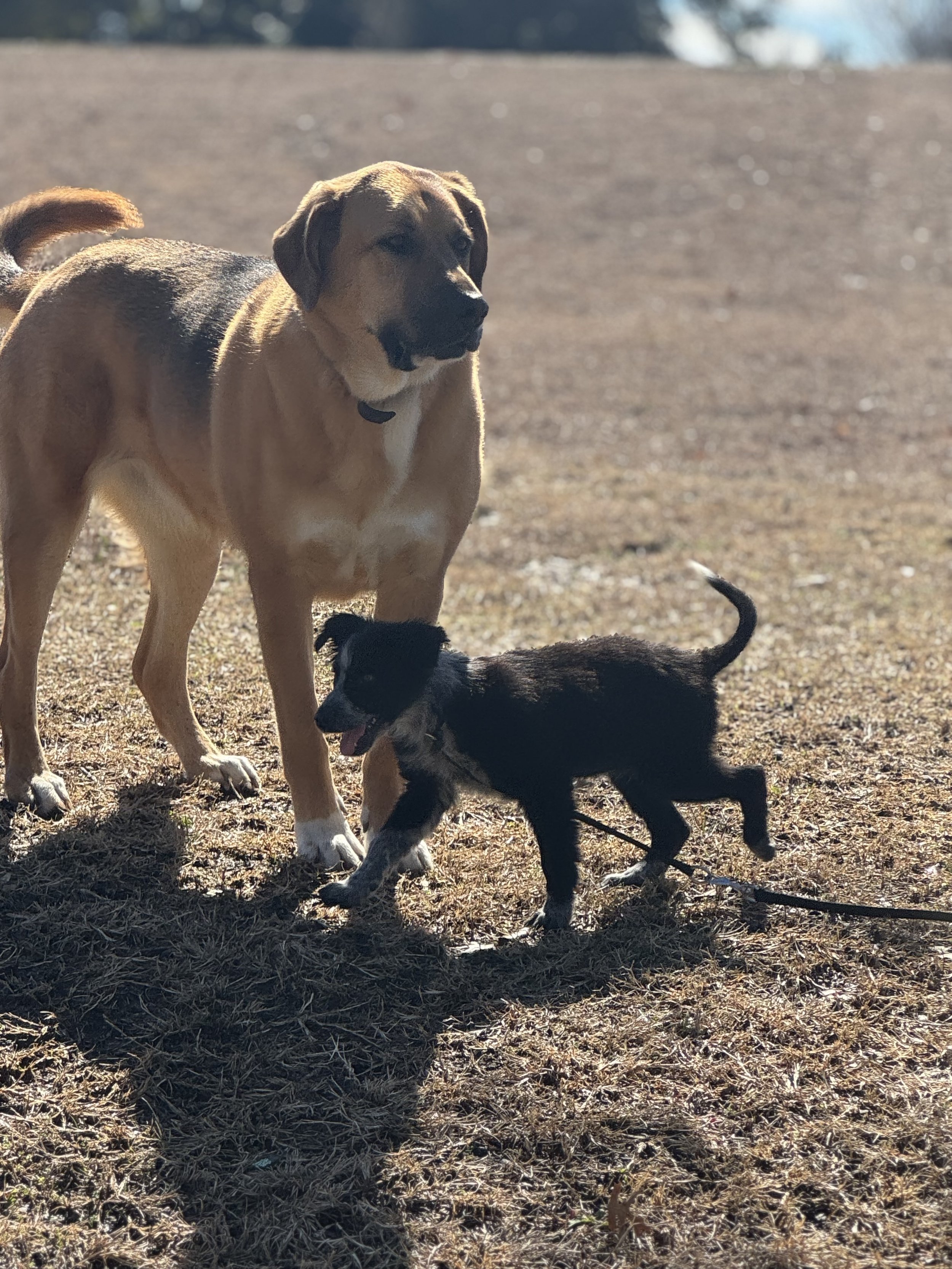Pointer puppy, puppy, GSP puppy, German Shorthaired puppy, DFW, McKinney, Fort Worth, Texas, rescue, adopt, Southlake, kid-friendly