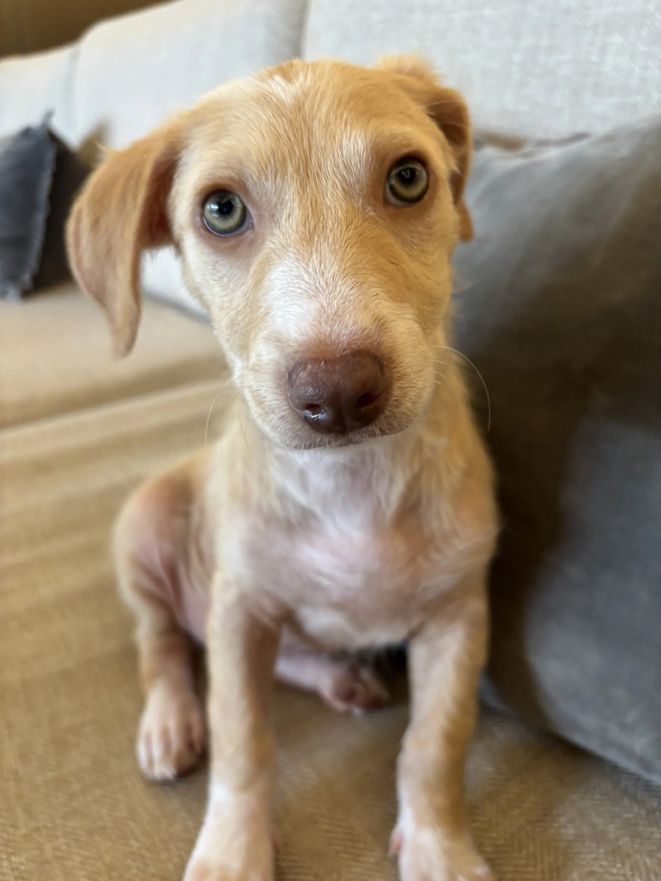 Puppy, Golden Retriever, Golden Retriever puppy,Labrador, DFW, Plano, McKinney, Frisco, Dallas, Fort Worth, labrador puppy, adoptable, rescue dog