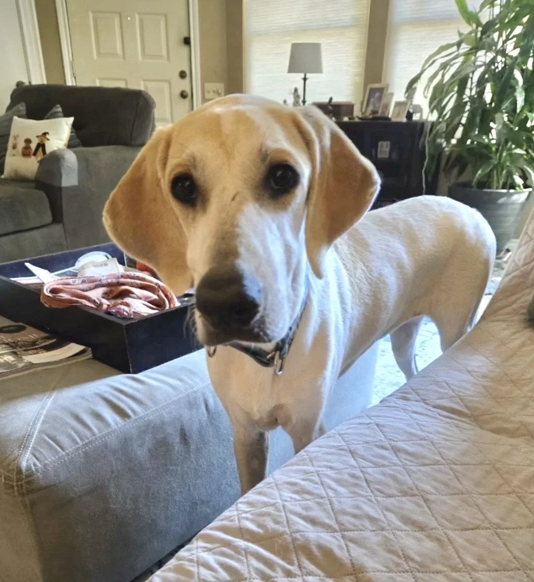 Labrador, Lemon Pointer, Dallas, rescue dog, adopt, puppy, McKinney, Texas