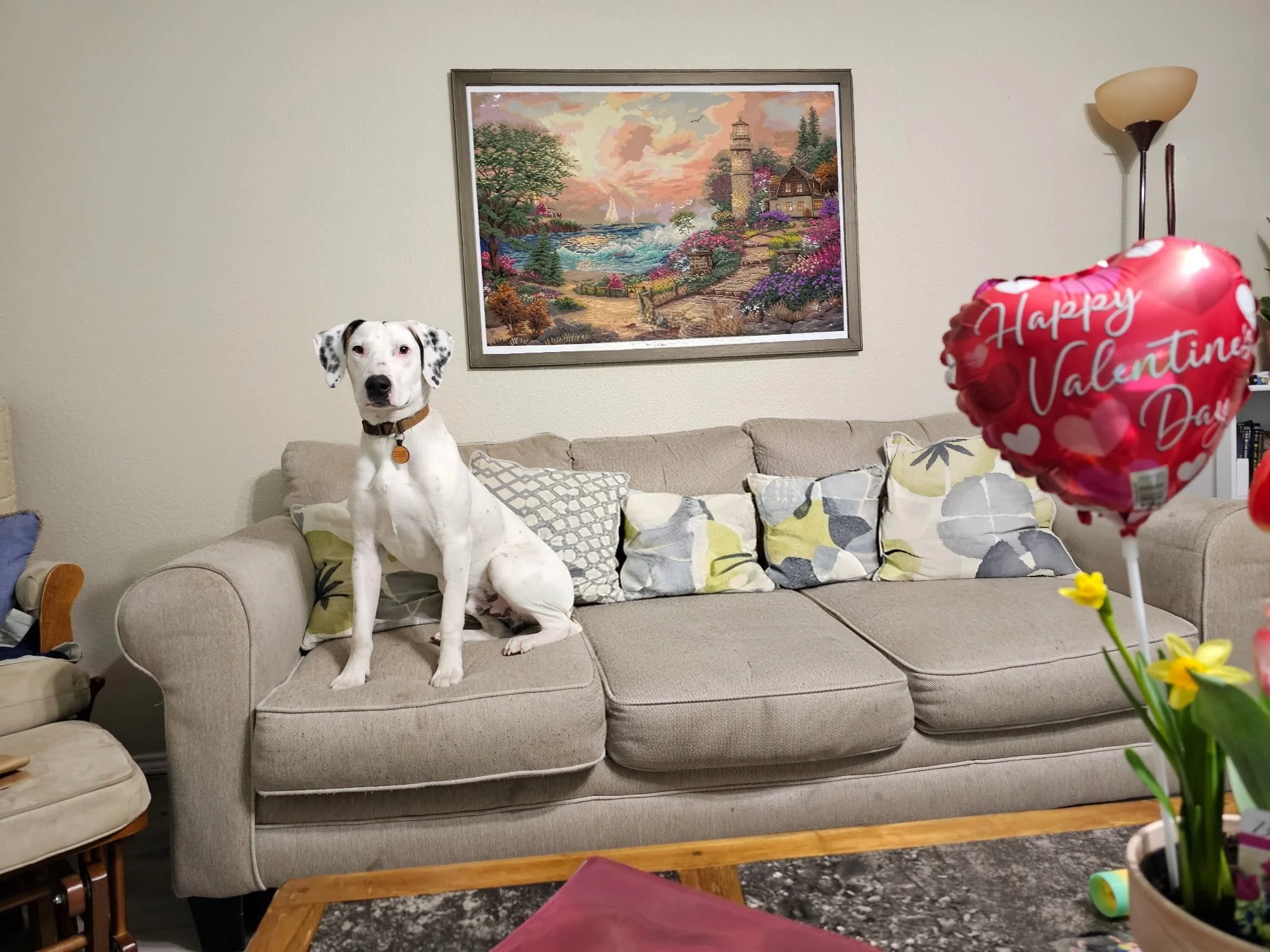 Treeing Walker Coonhound, Dallas, rescue dog, adopt, DFW, Fort Worth, Frisco, Plano, McKinney