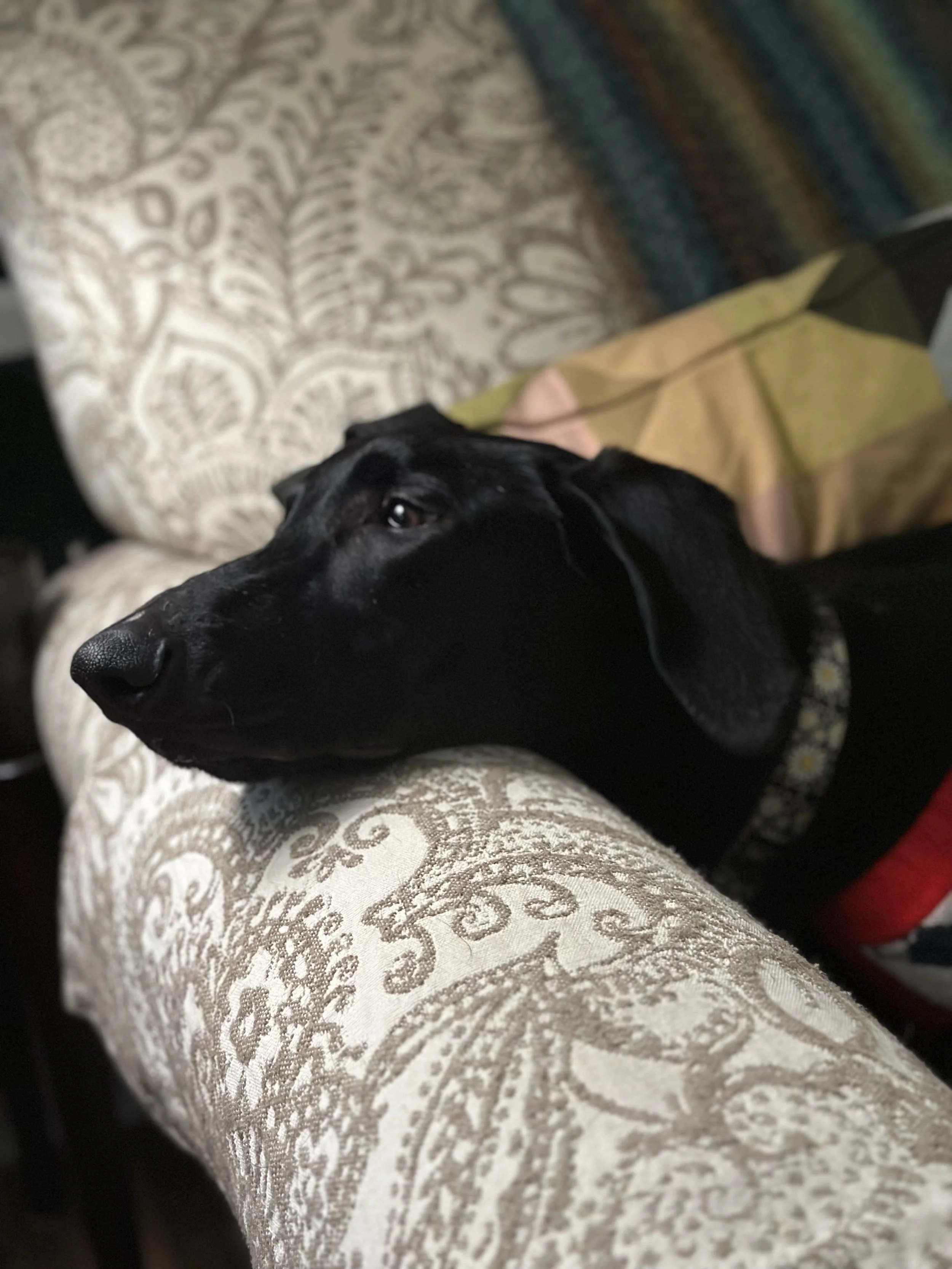 Pointer, GSP, Black Labrador, Dallas, DFW, Plano, McKinney, adopt, rescue, Colorado, Frisco, Fort Worth