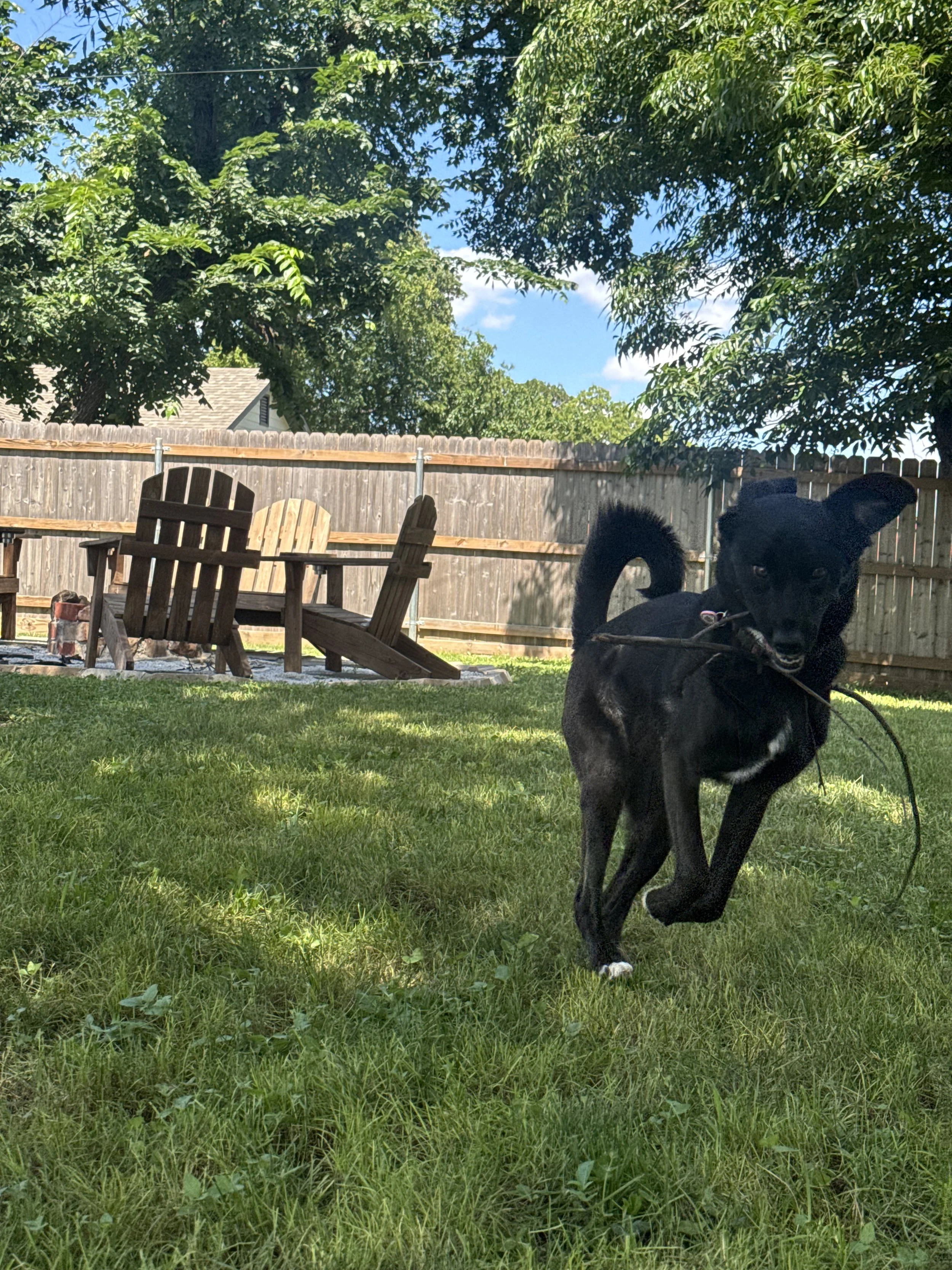 Black Labrador, dog, rescue, adopt, McKinney, DFW, Plano, Frisco, summer