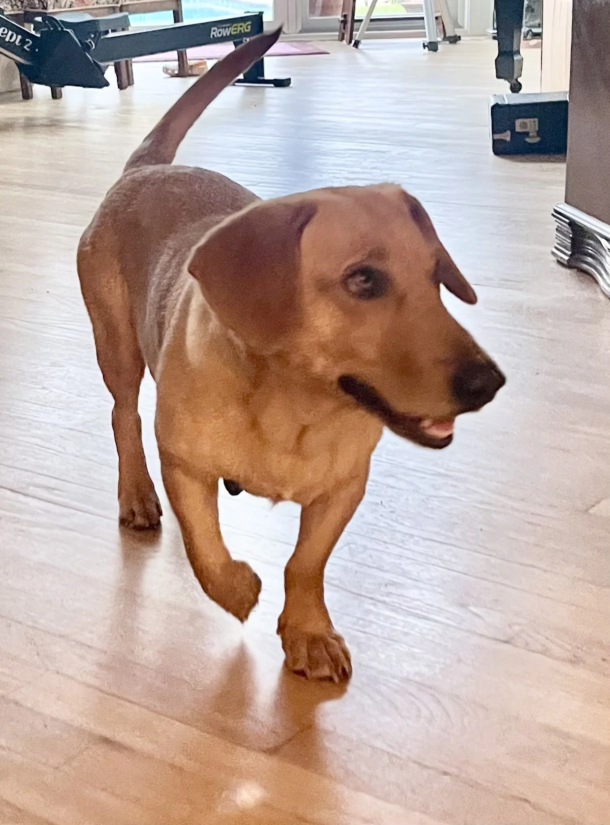 Dachshund, Basset Hound, I would rather be with my dog, Denver, Dallas, Dallas Stars, rescue dog, McKinney, Plano, Frisco, Highland Park Texas