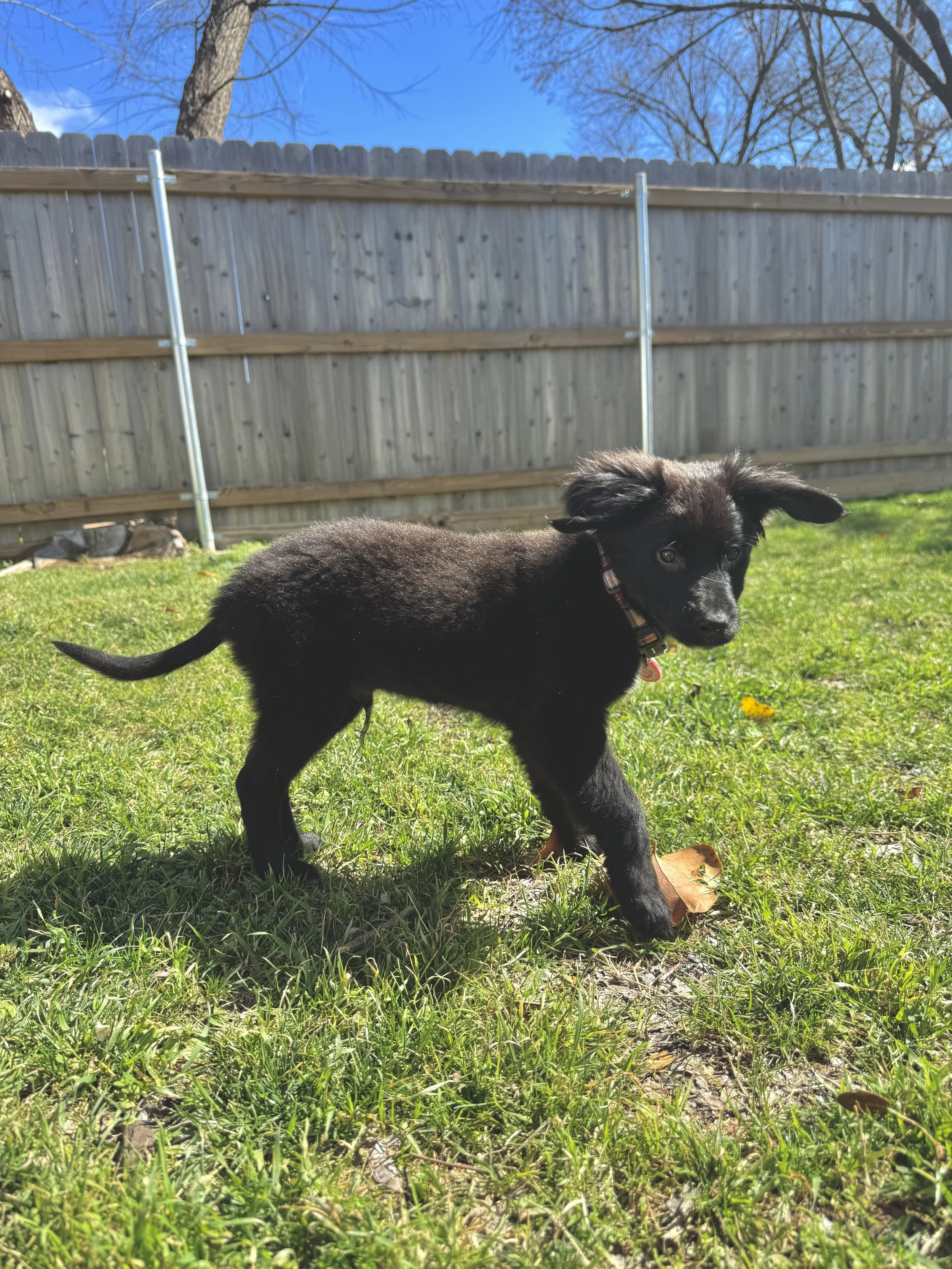 Flat Coated Retriever, Black Labrador Retriever, Retriever, Dallas, McKinney, Plano, Frisco, Carrollton, rescue, adopt, puppy