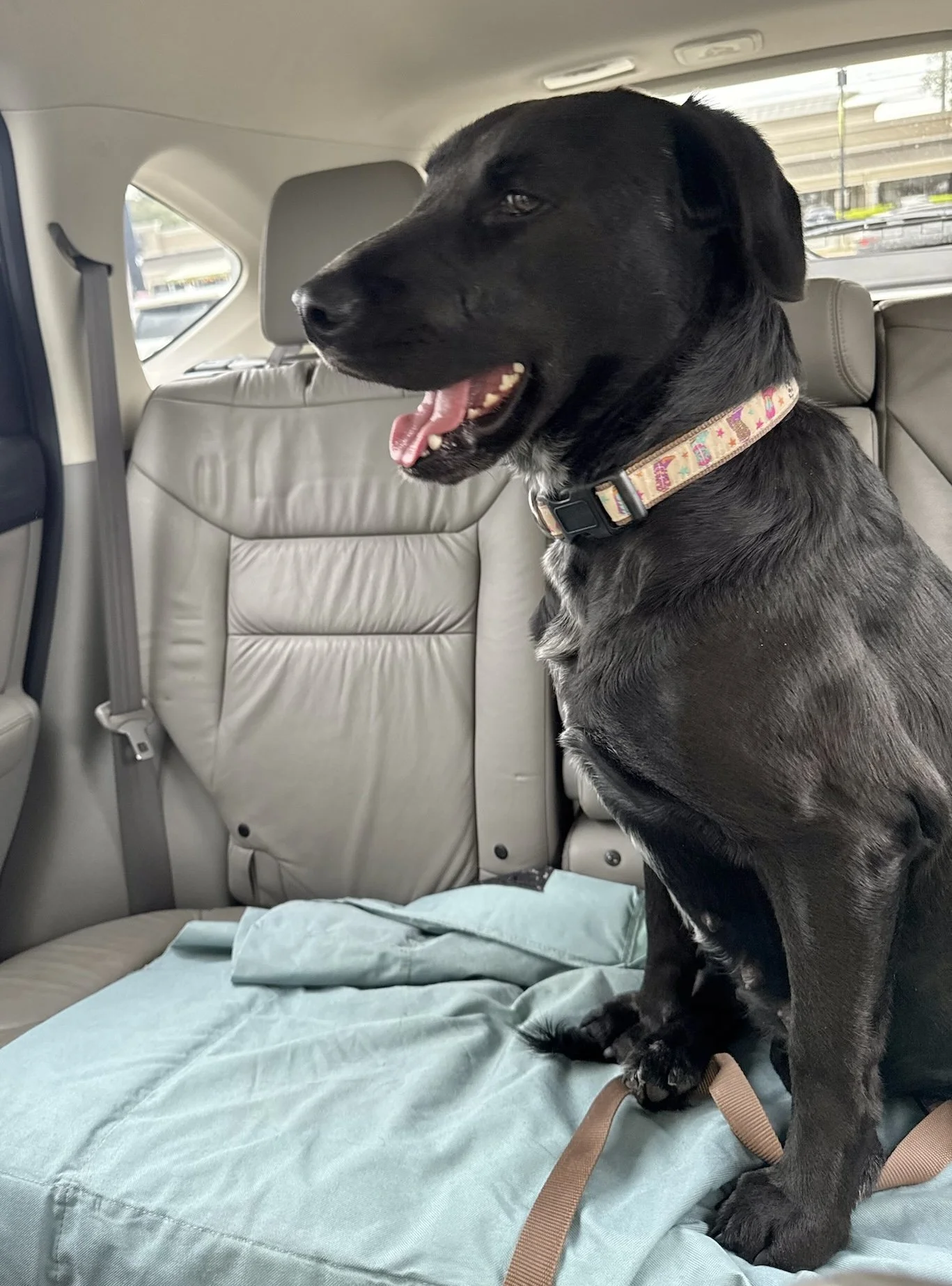Black Labrador, Labrador, McKinney, Plano, Frisco, adoptable, Dallas, Fort Worth
