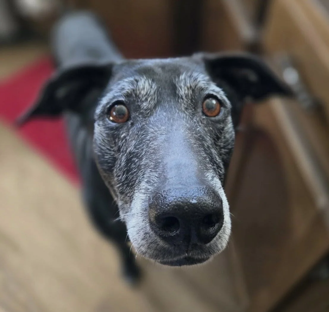 Senior dog, frosted face, GSP, Pointer, Dallas, McKinney, Plano, Frisco, Highland Park, black dog