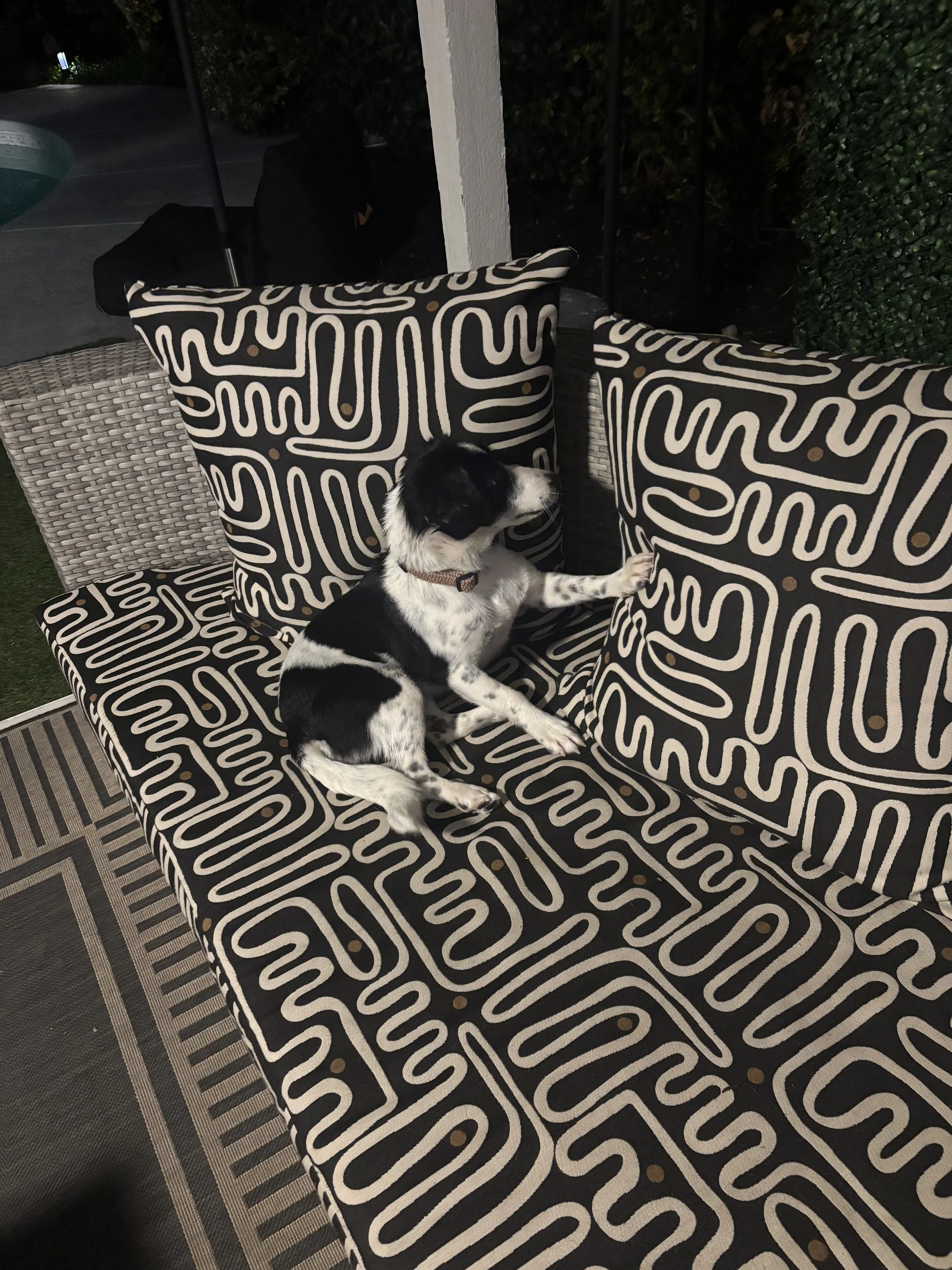 GSP, GSP puppy, puppy, black and white dog, rescue, adopt, North Texas, Dallas, Frisco, Plano, McKinney, Grapevine, puppy, cute dog