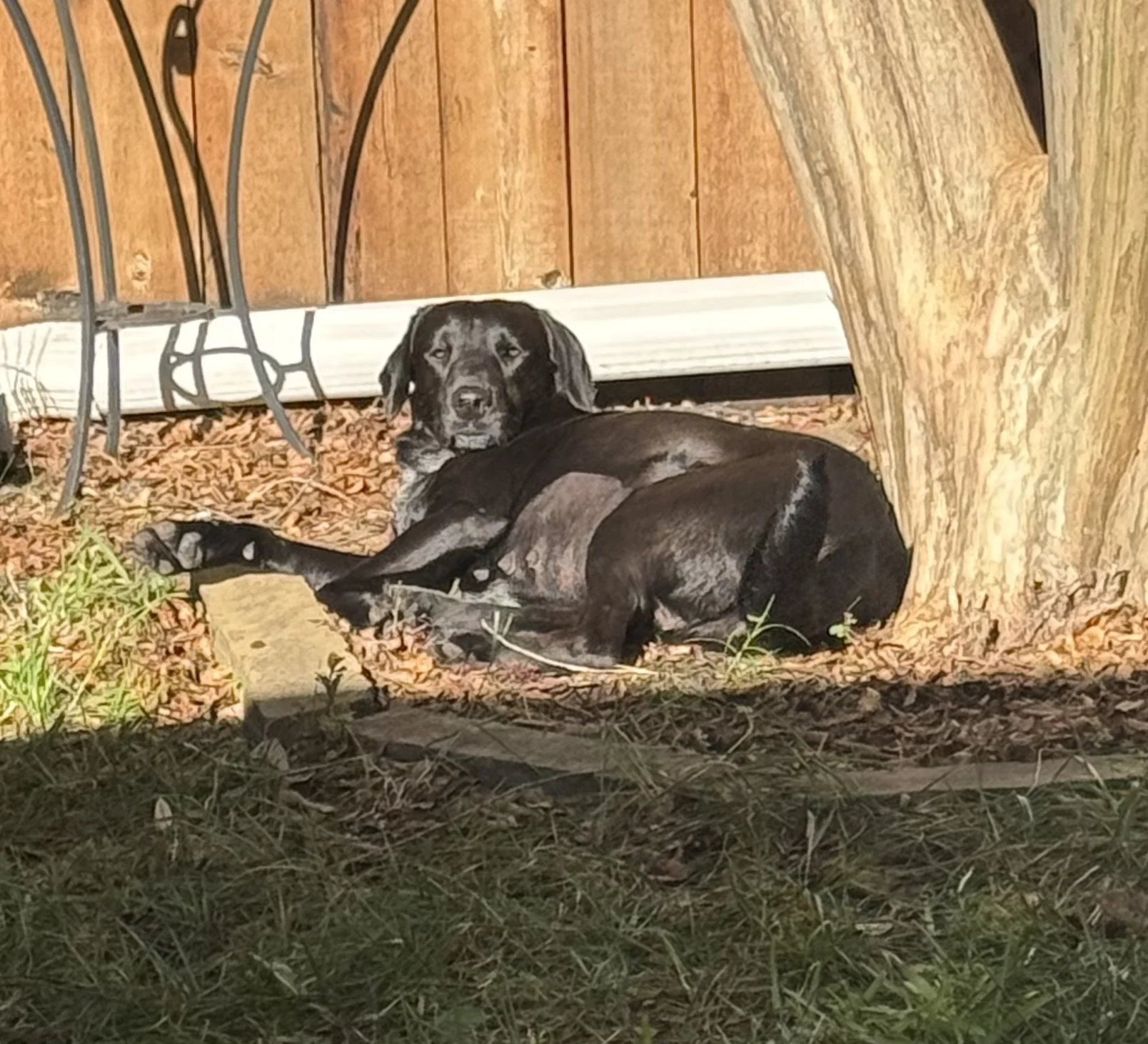 Black Labrador, Labrador, McKinney, Plano, Frisco, adoptable, Dallas, Fort Worth
