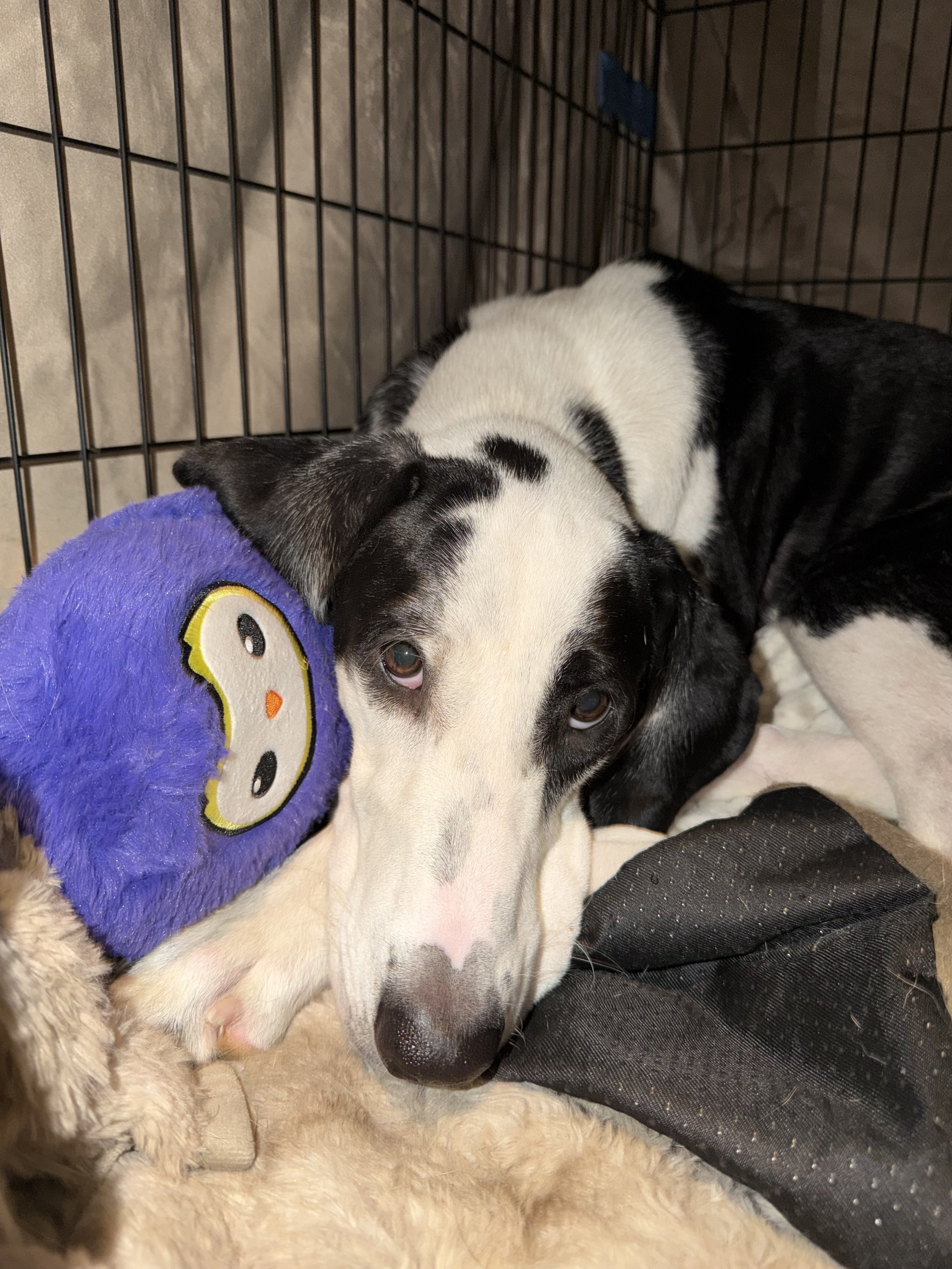 Pointer, GSP, mixed breed, Labrador, black and white dog, Dallas, rescue, adopt, Frisco, Anna, McKinney, DFW, Great Dane mix