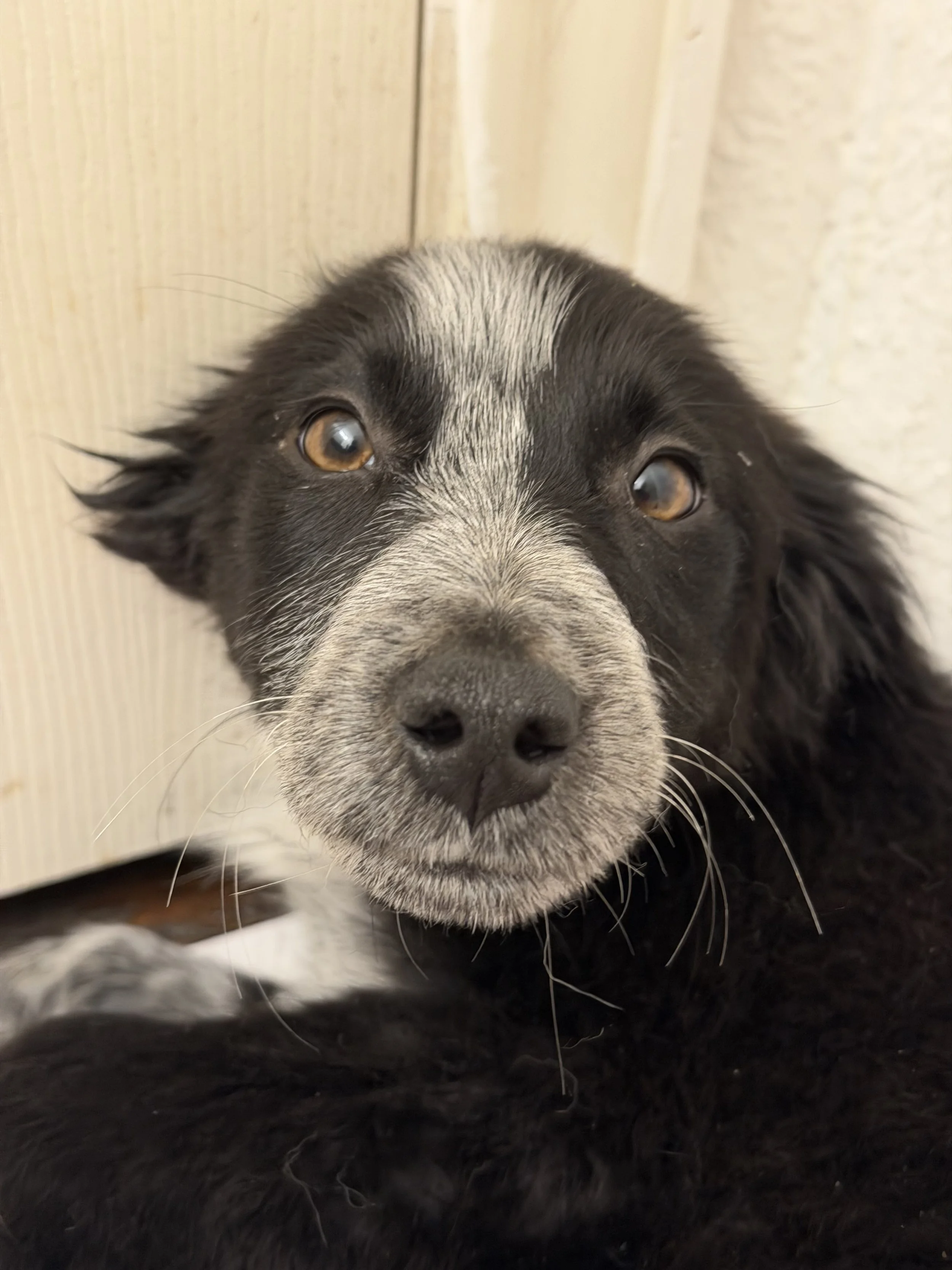 Pointer puppy, puppy, GSP puppy, German Shorthaired puppy, DFW, McKinney, Fort Worth, Texas, rescue, adopt, Southlake, kid-friendly