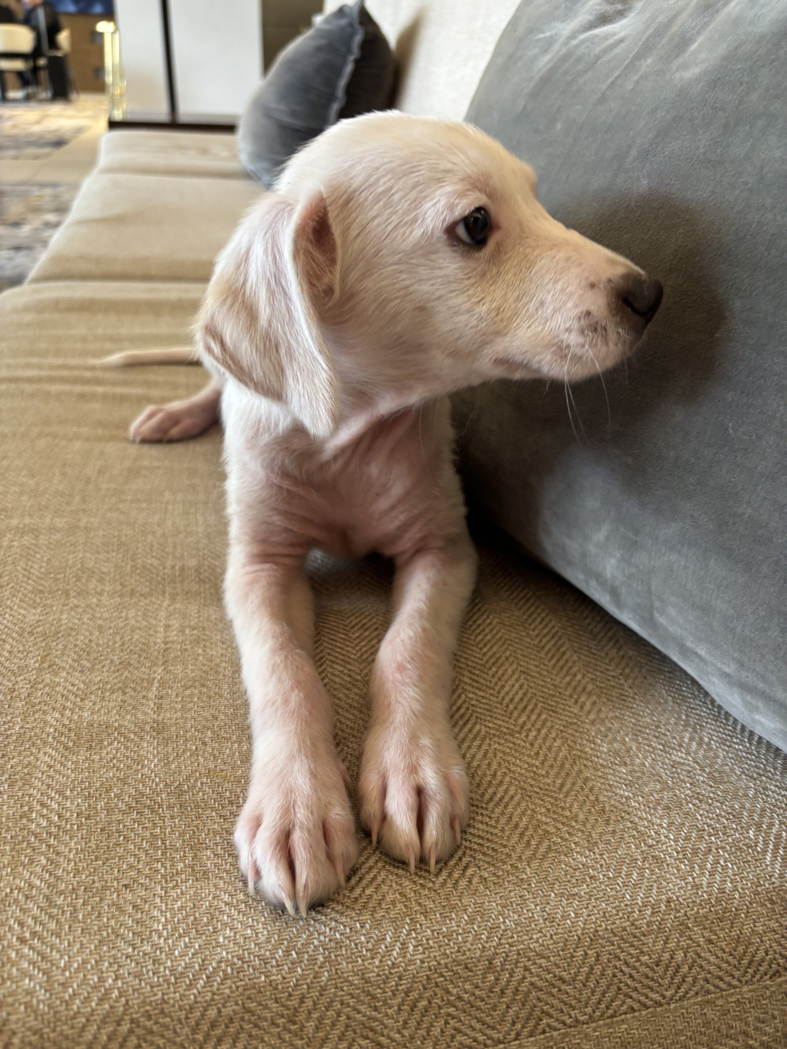 Puppy, white Labrador, Labrador, DFW, Plano, McKinney, Frisco, Dallas, Fort Worth, labrador puppy, adoptable, rescue dog