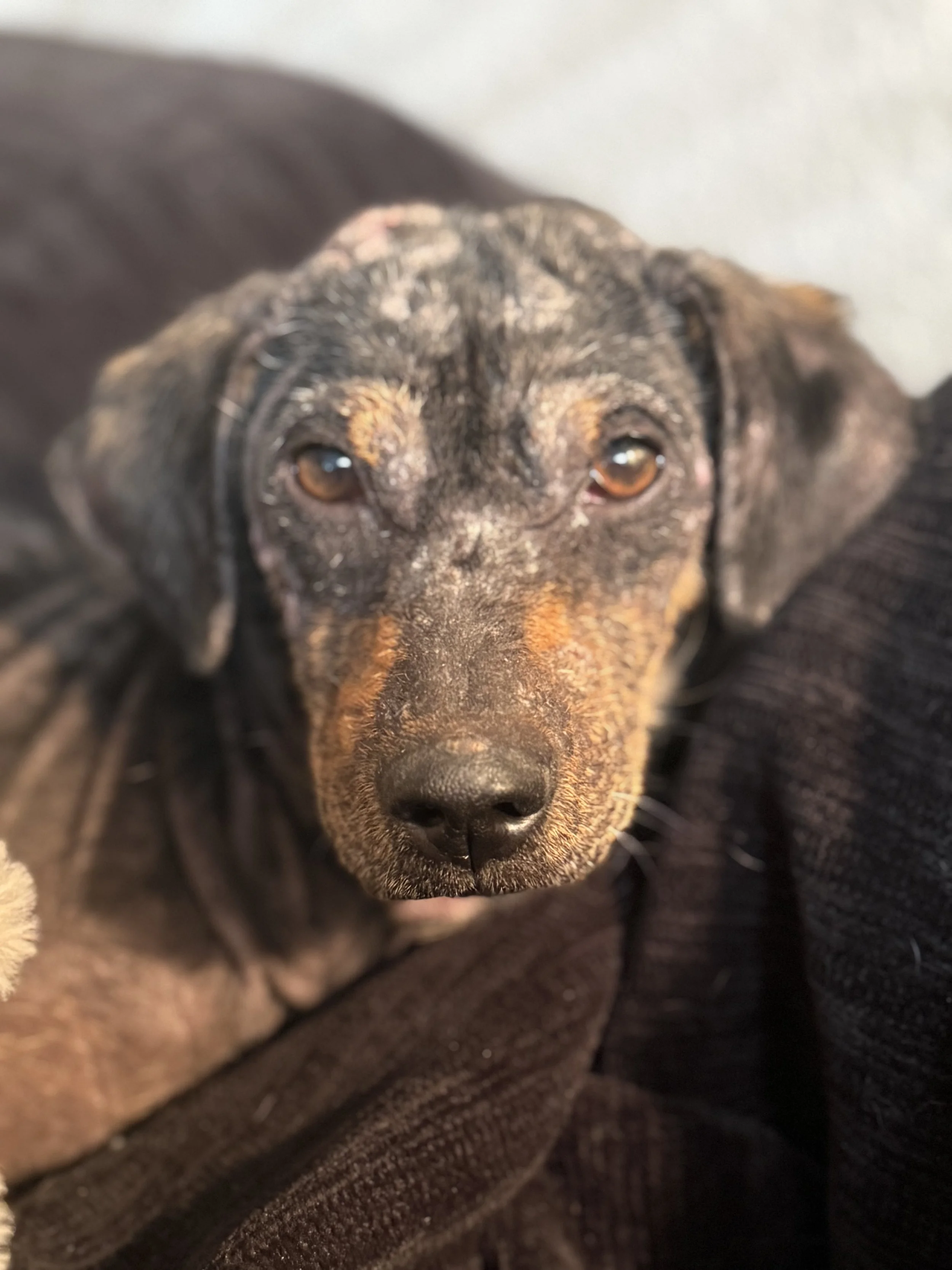Rescue, adopt, Dallas, summer, Shepherd mix, DFW, Plano, Fort Worth