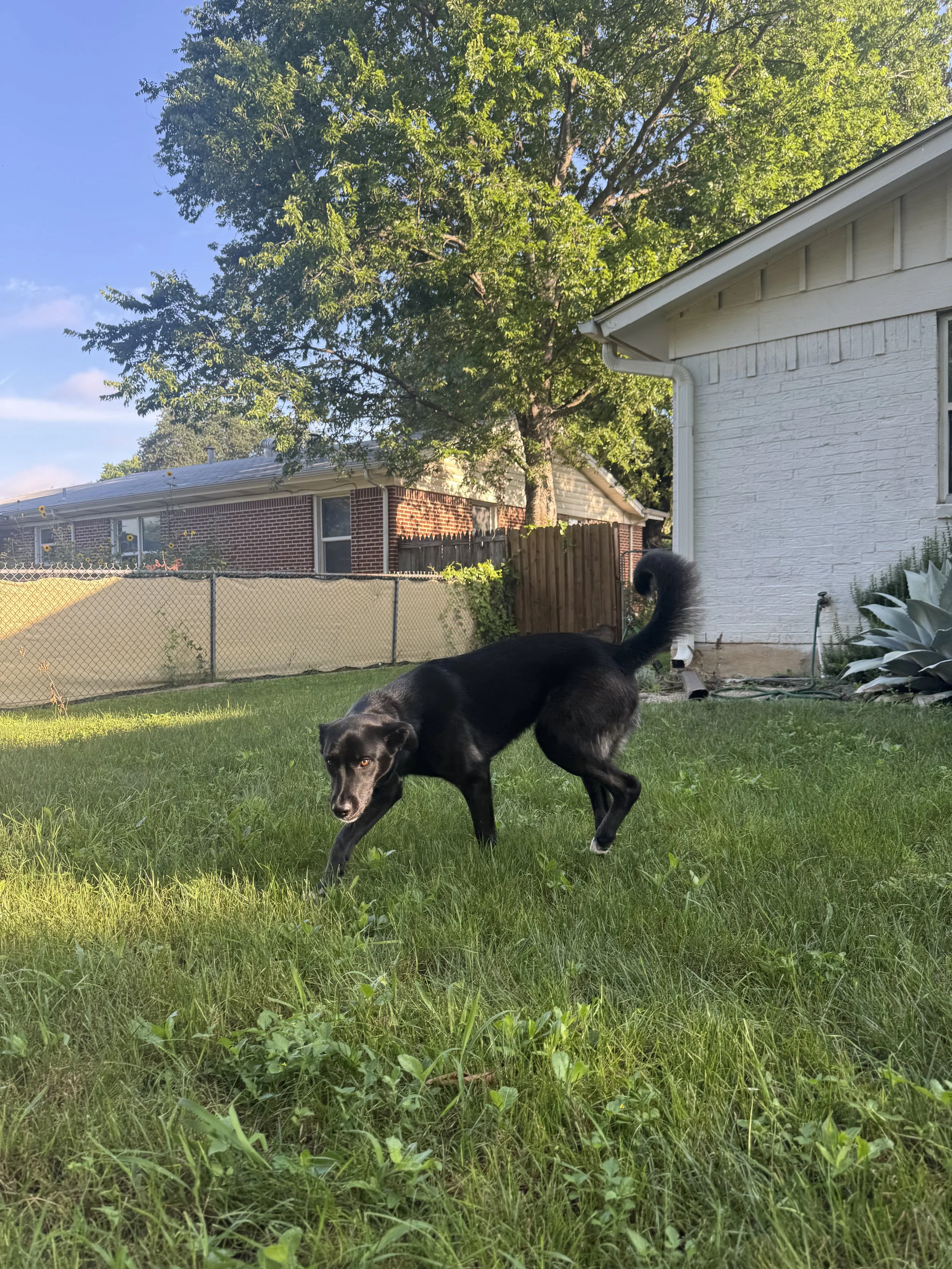 Black Labrador, dog, rescue, adopt, McKinney, DFW, Plano, Frisco, summer