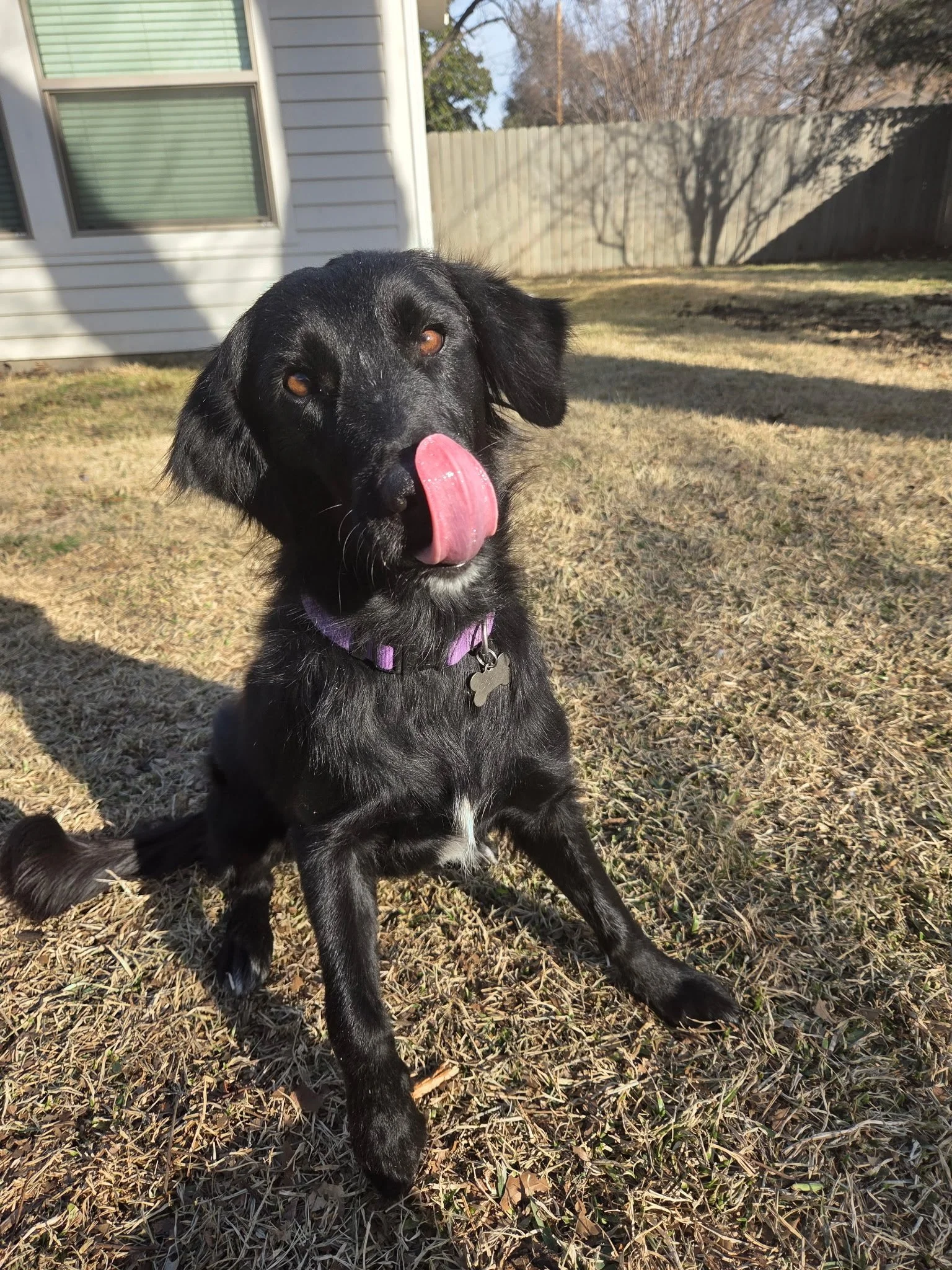 Flat-coated Retriever, Retriever, Black Labrador Retriever mix, adopt, rescue dog, Dallas