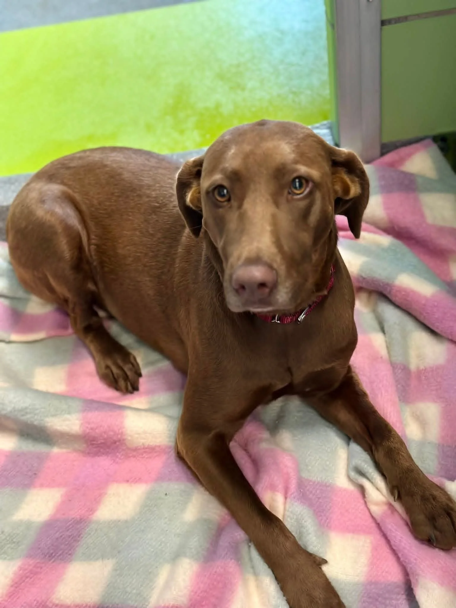 Chocolate Labrador, DFW, adopt, rescue, dog, McKinney, Texas, Plano, Frisco, summer